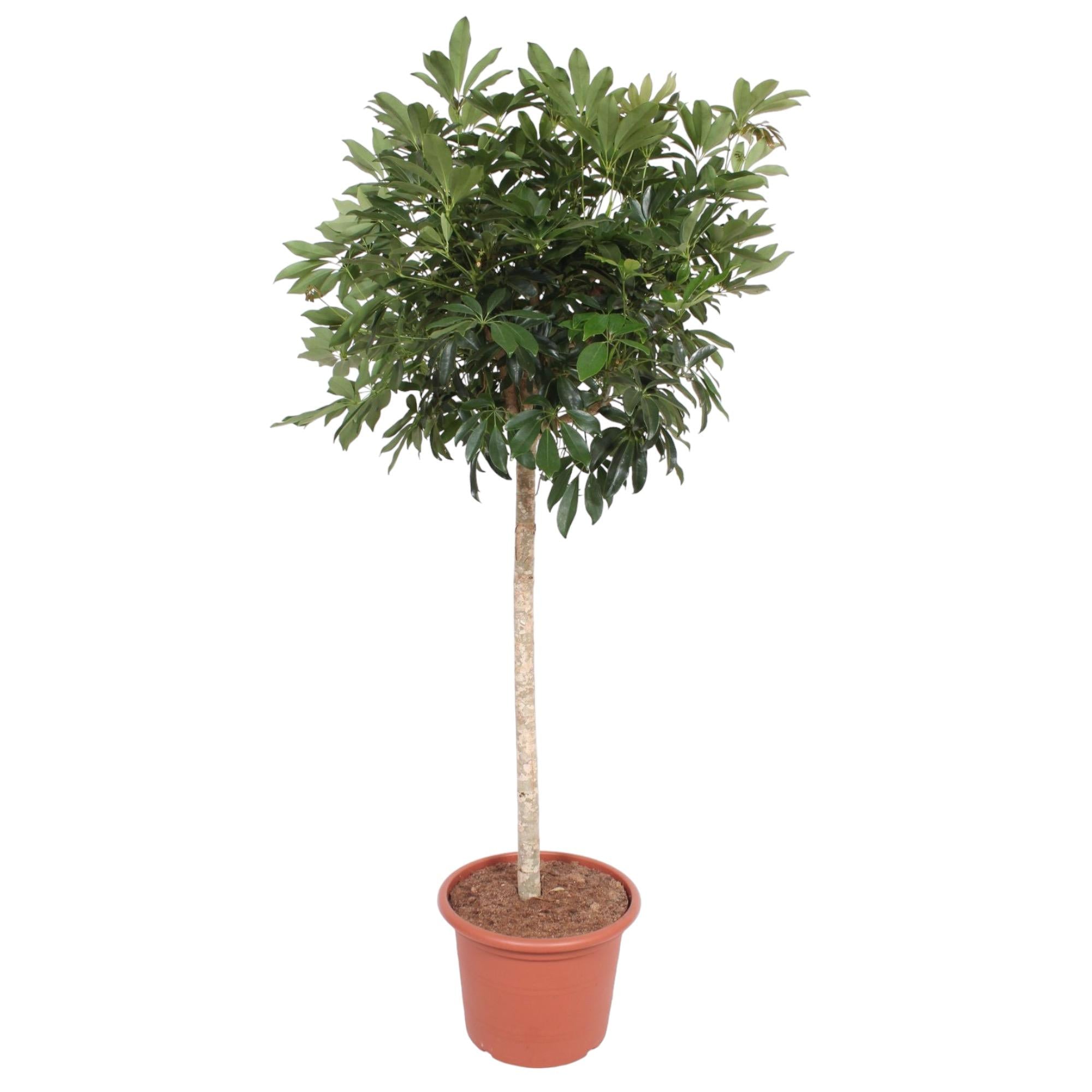Schefflera Arboricola Compacta (boom) Ø 45 H 190 cm