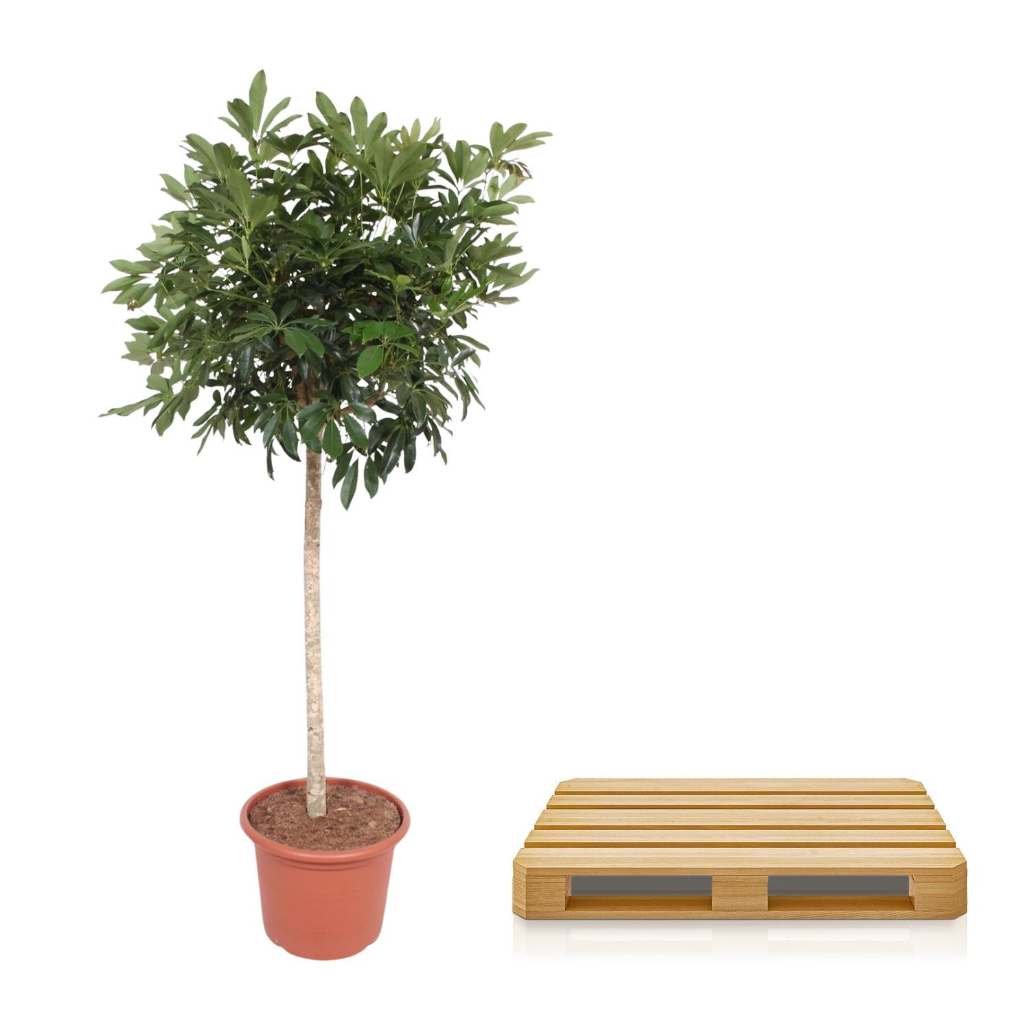Schefflera Arboricola Compacta (boom) Ø 45 H 190 cm 3