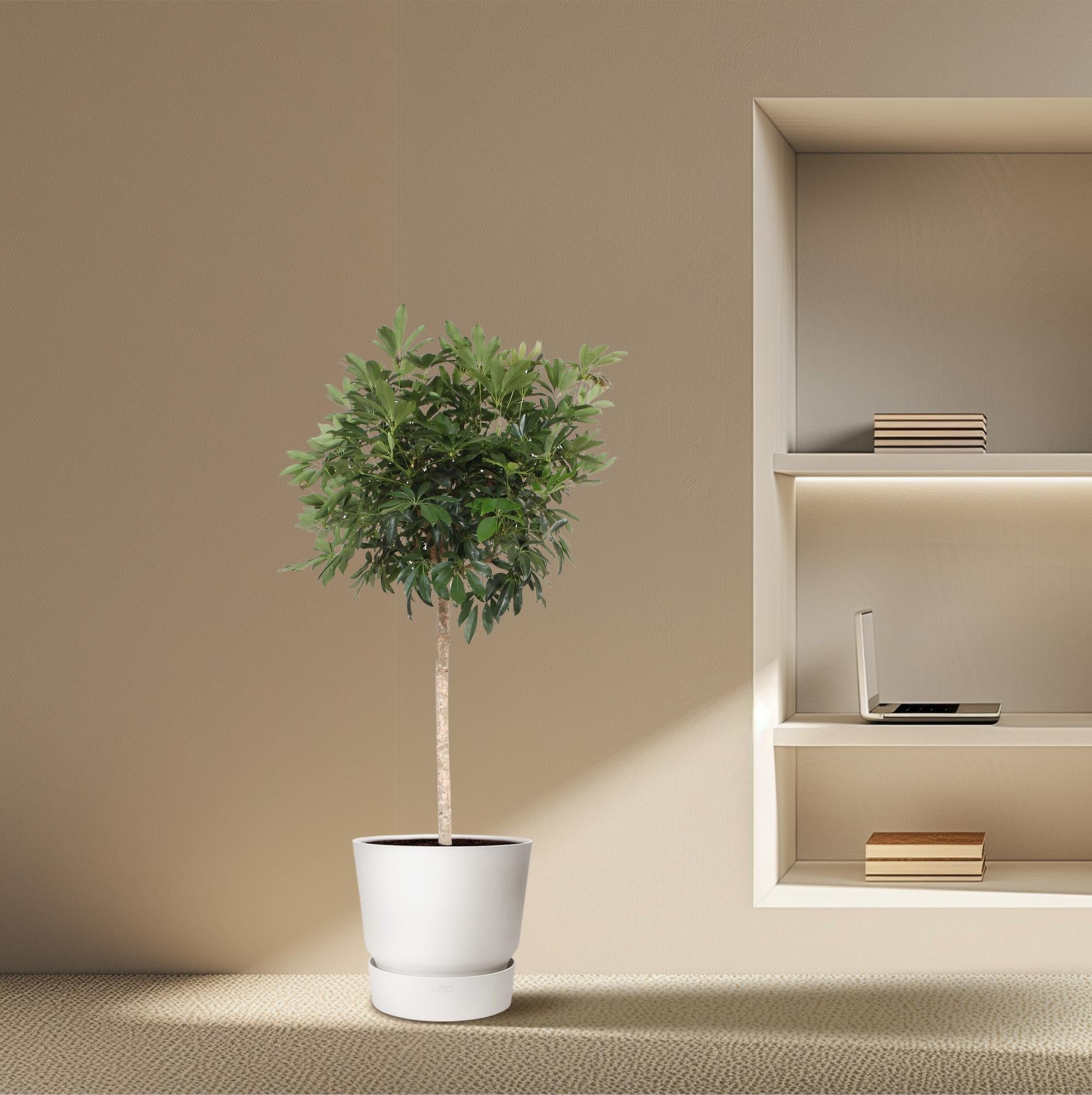 Schefflera Arboricola Compacta (boom) Ø 45 H 190 cm 4