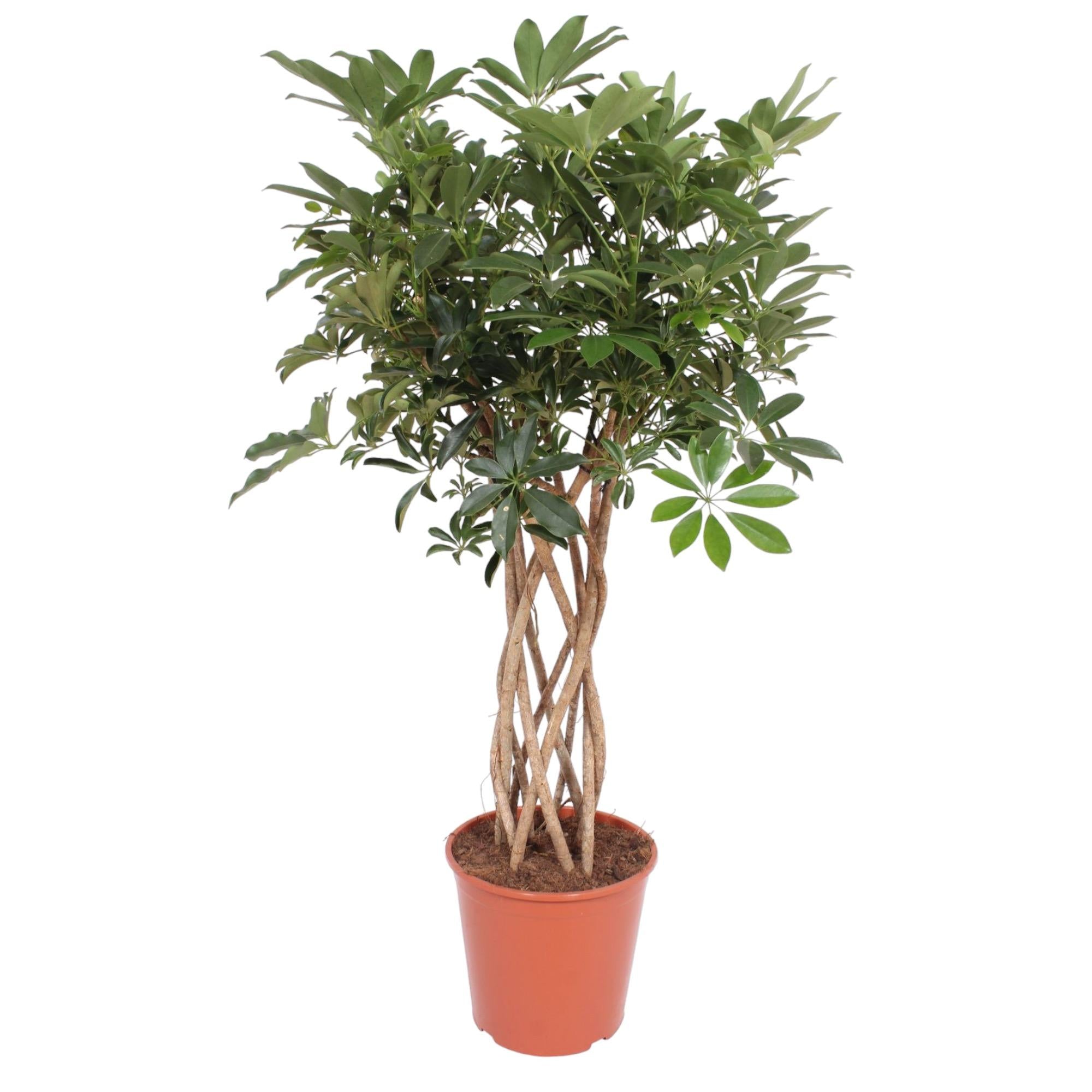 Schefflera Arboricola Compacta (gevlochten stam) Ø 30 H 130 cm