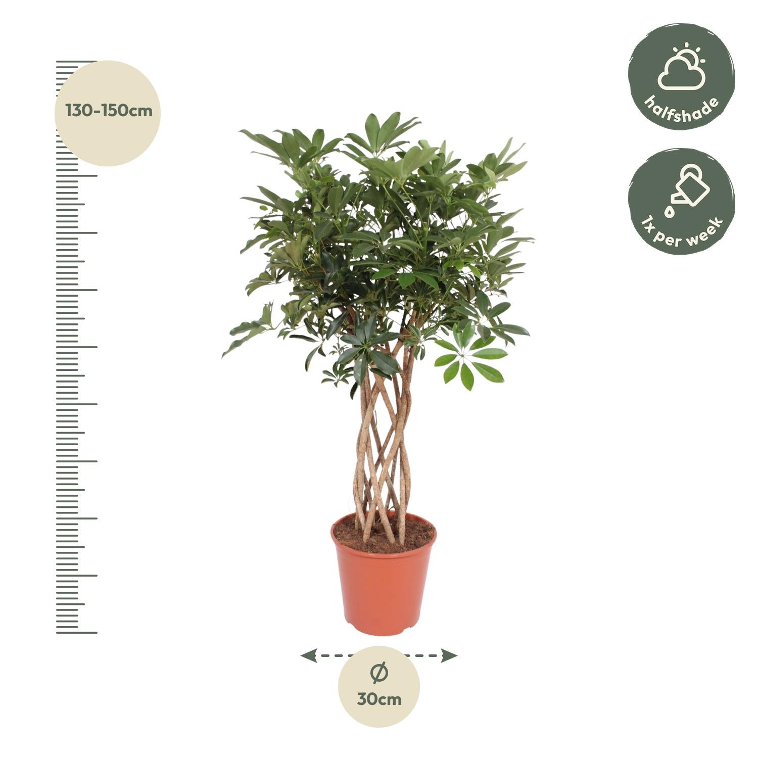Schefflera Arboricola Compacta (gevlochten stam) Ø 30 H 130 cm 2