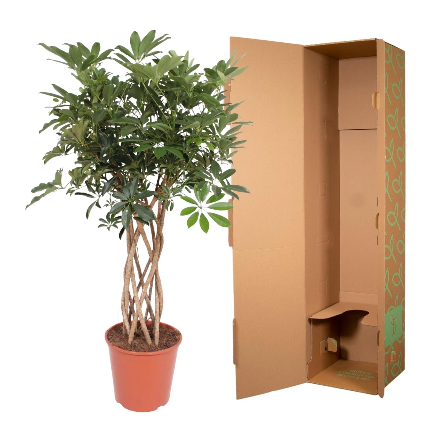 Schefflera Arboricola Compacta (gevlochten stam) Ø 30 H 130 cm 3