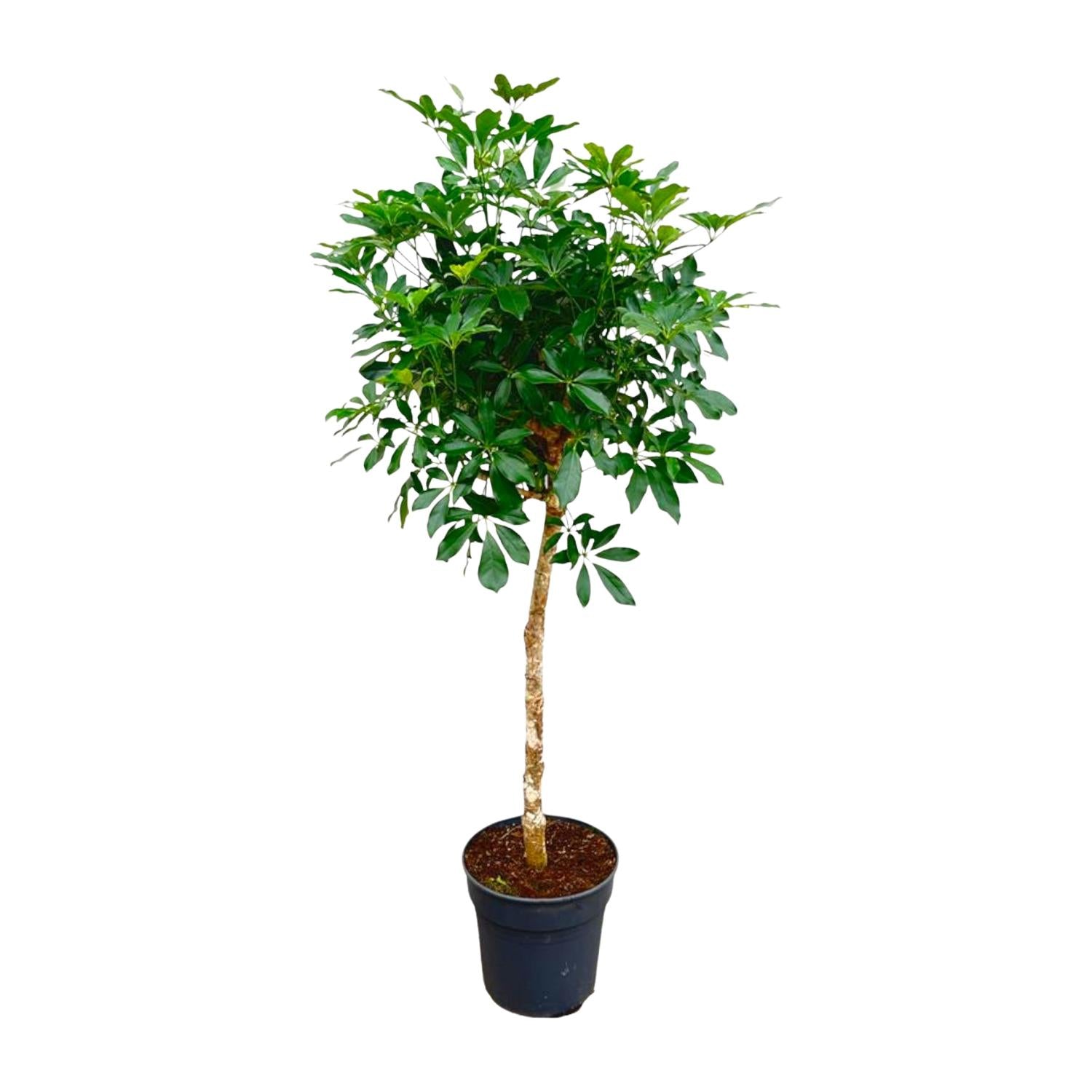Schefflera (op stam) Ø 30 H 170 cm