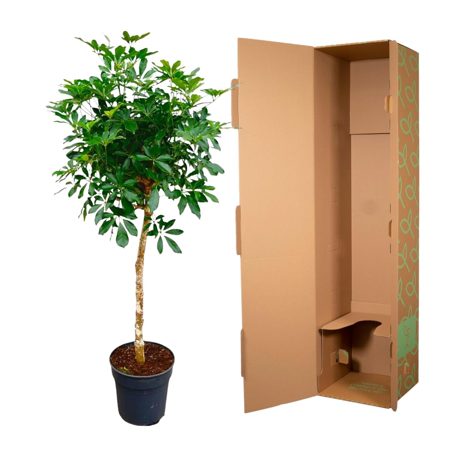 Schefflera (op stam) Ø 30 H 170 cm 3