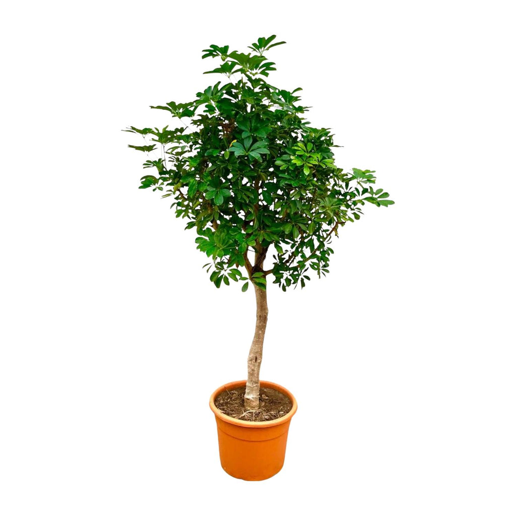 Schefflera (op stam) Ø 40 H 210 cm