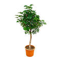 Schefflera (op stam) Ø 40 H 210 cm