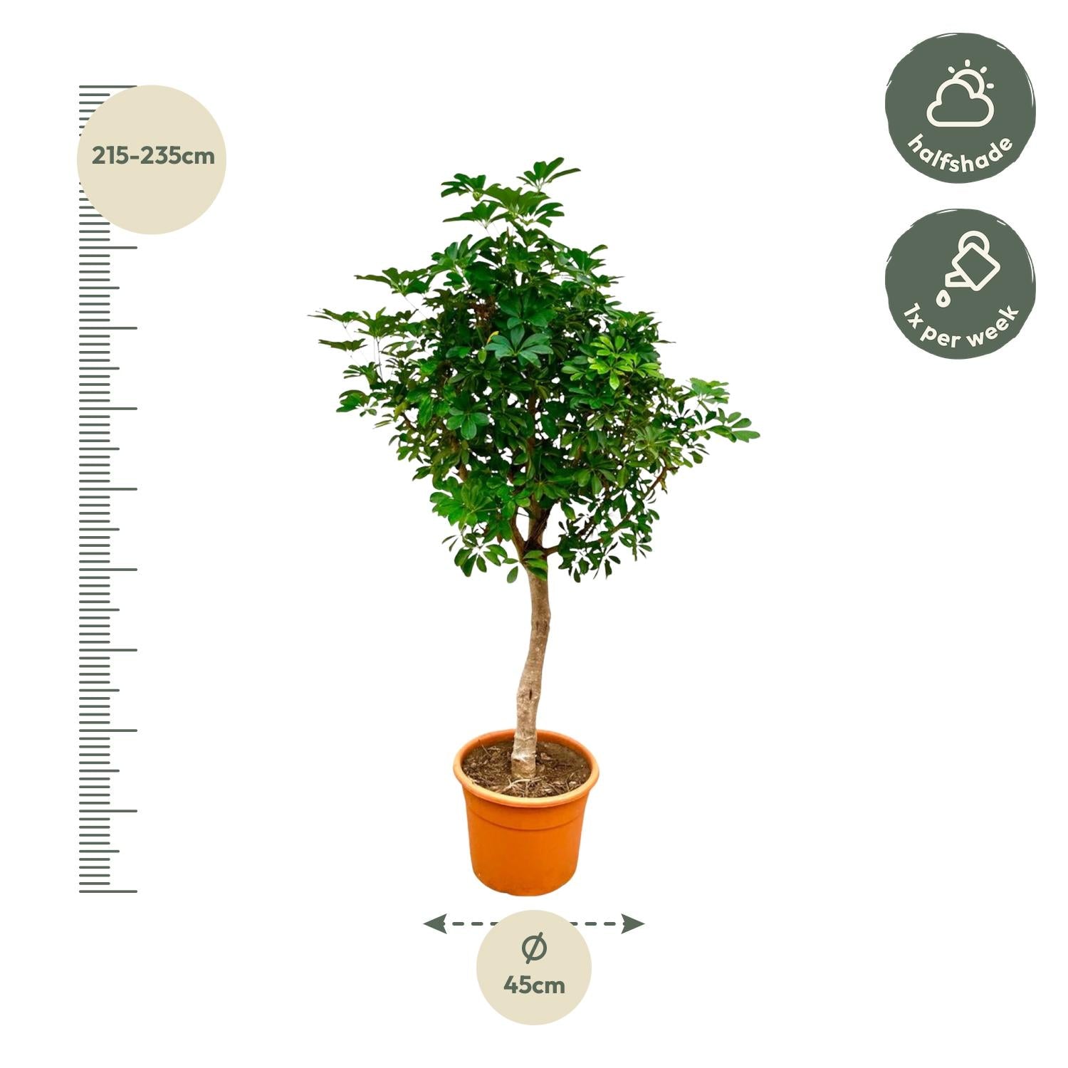Schefflera (op stam) Ø 40 H 210 cm 2