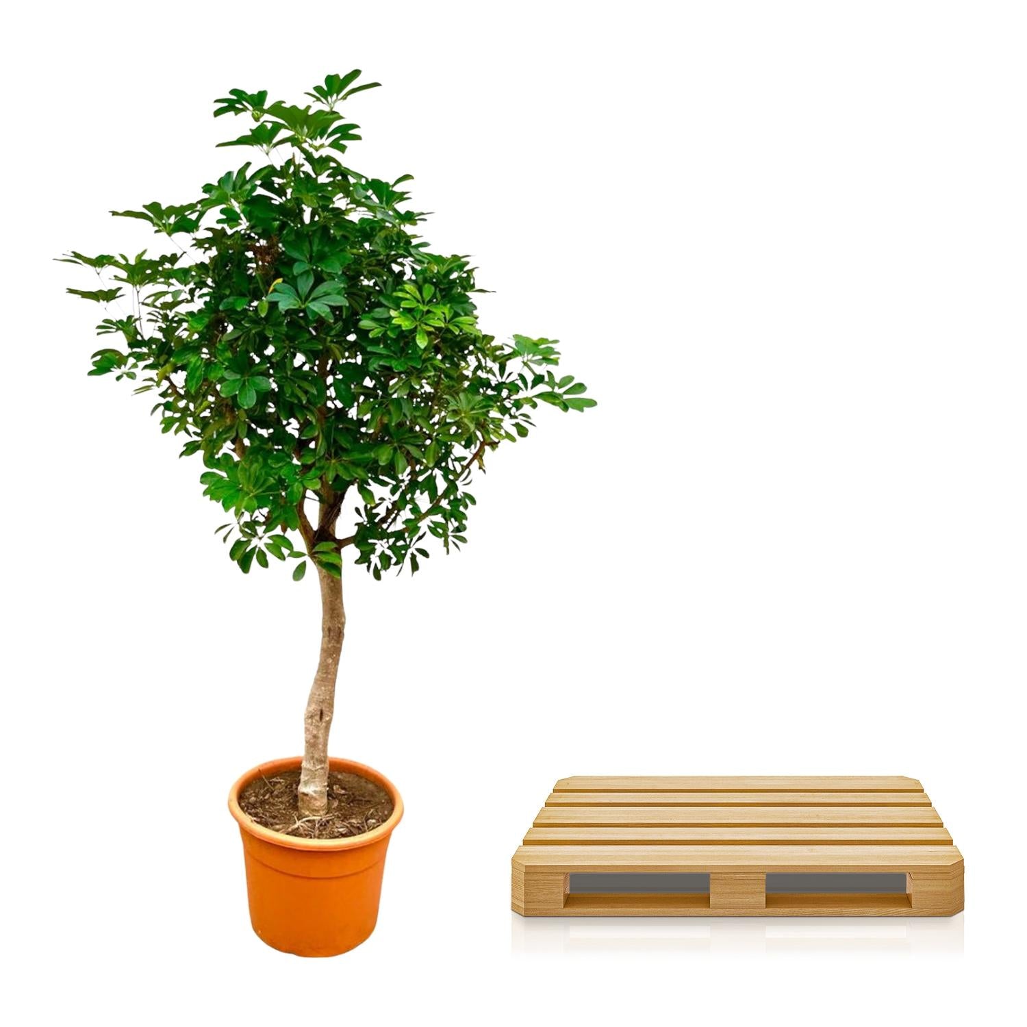 Schefflera (op stam) Ø 40 H 210 cm 3