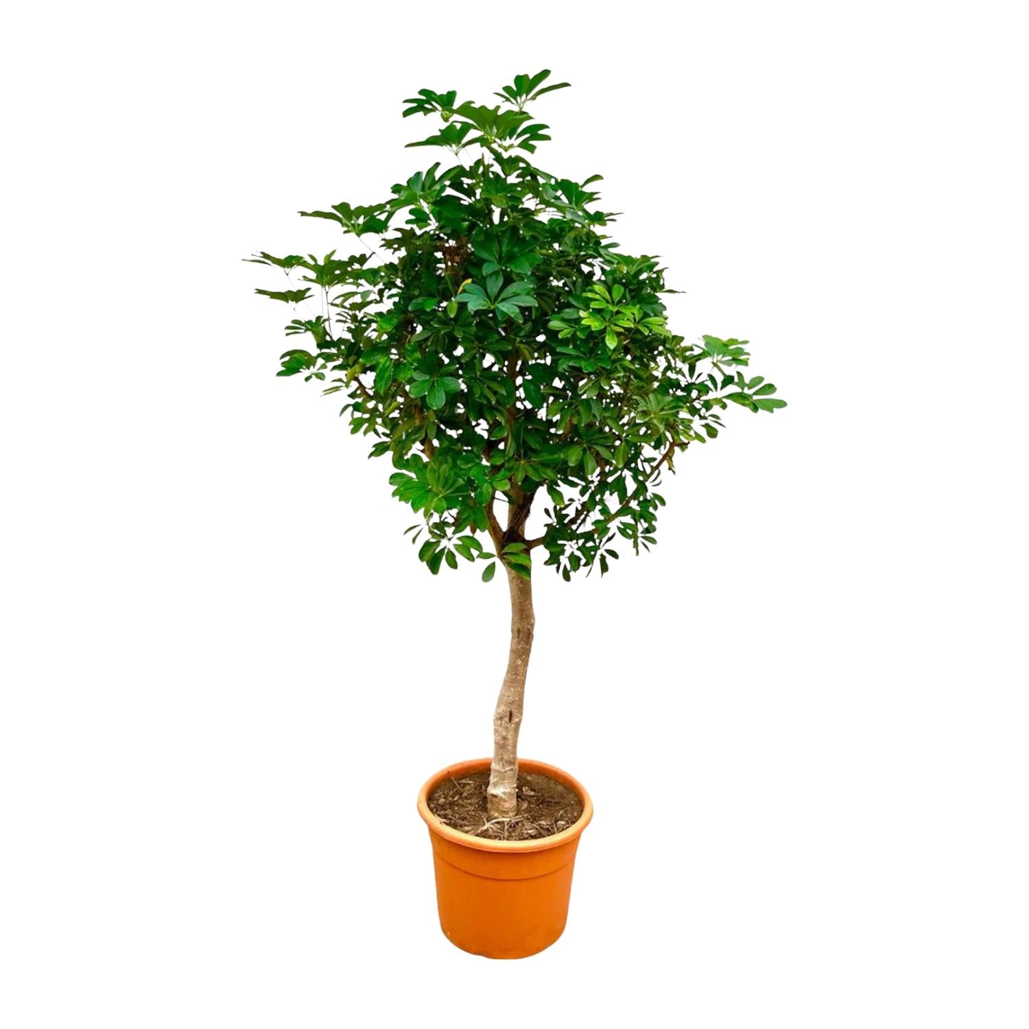 Schefflera (op stam) Ø 45 H 210 cm