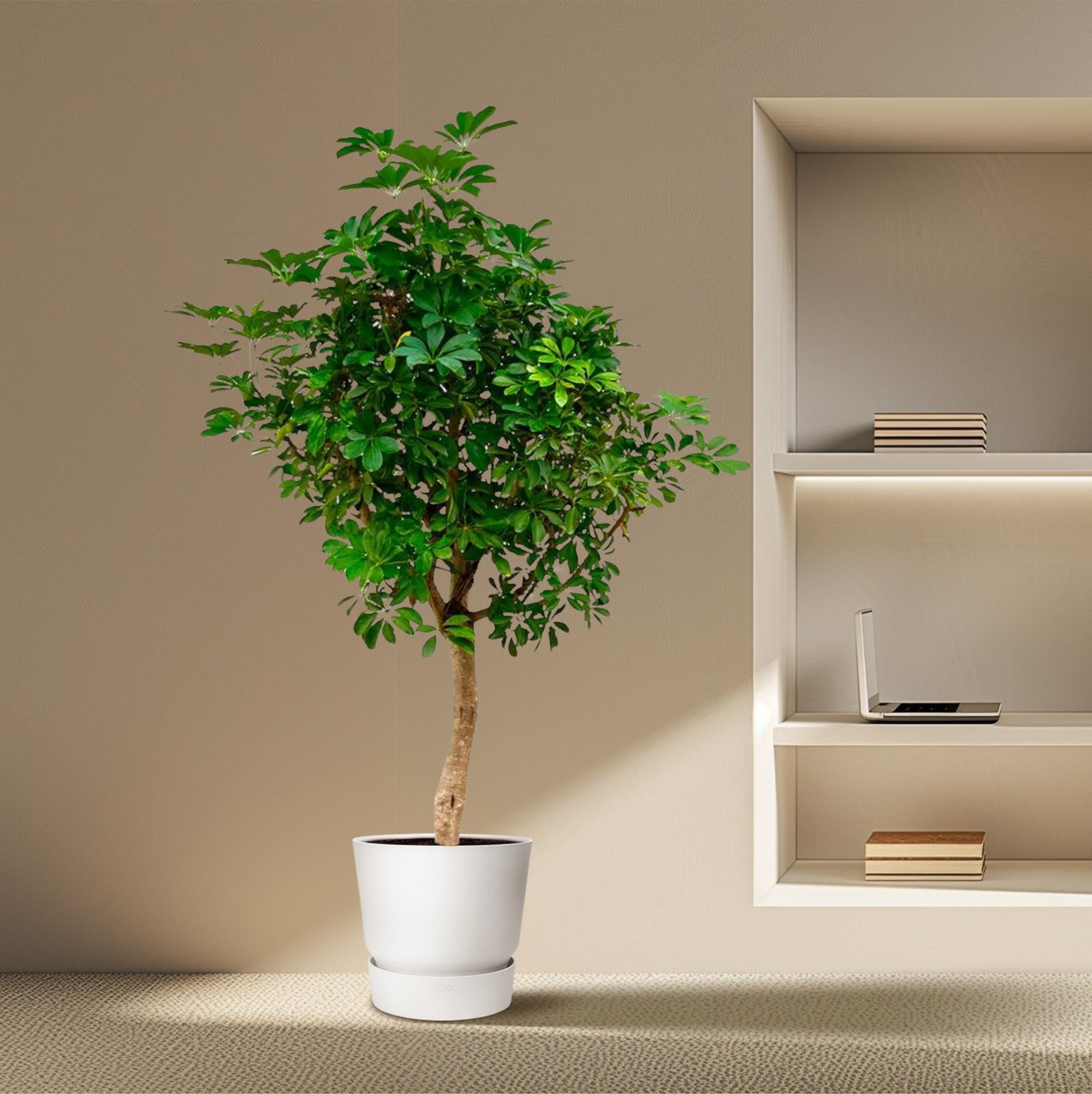 Schefflera (op stam) Ø 45 H 210 cm 4