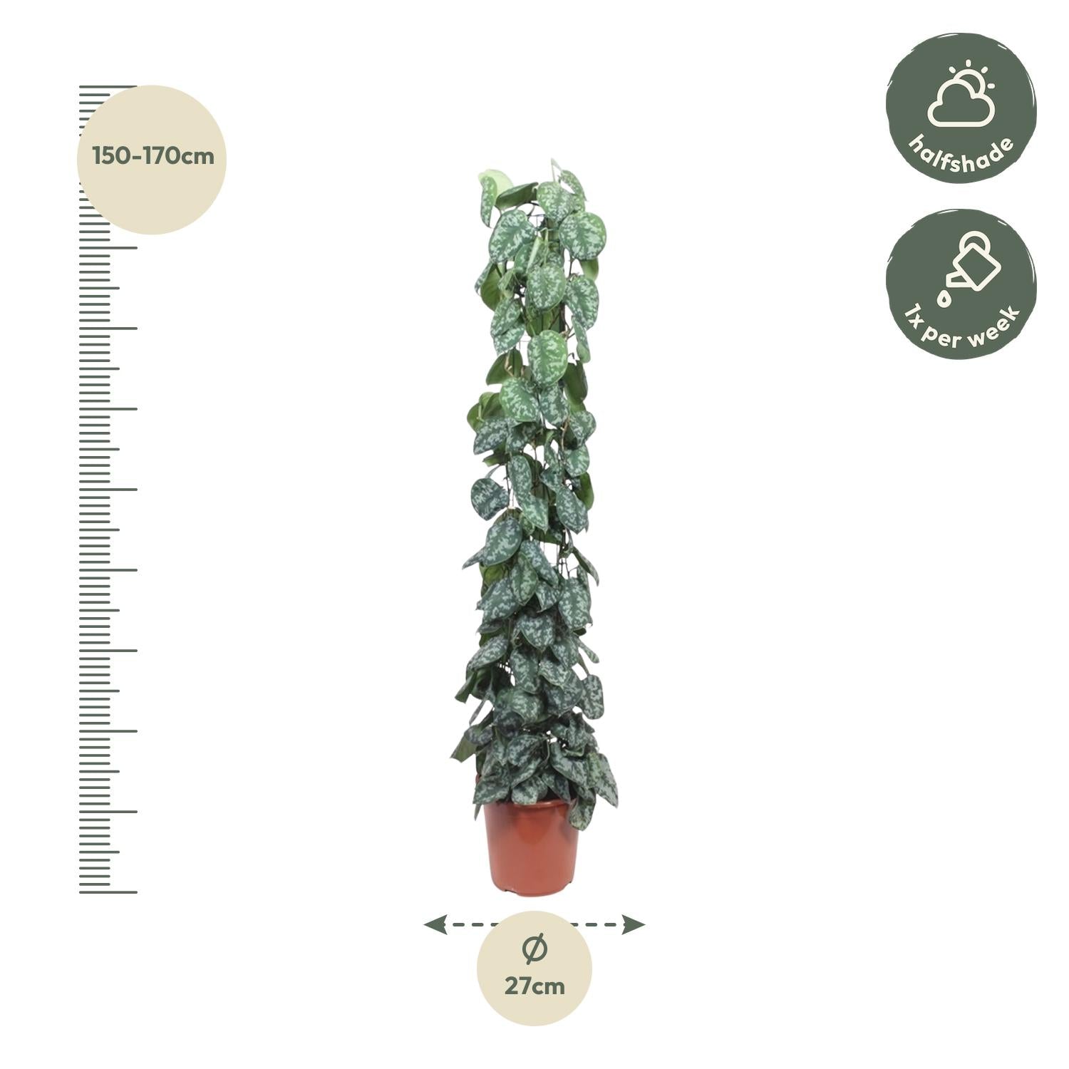Scindapsus Pictus Trebie Inclusief Gaasrek Ø 27 H 160 cm 2