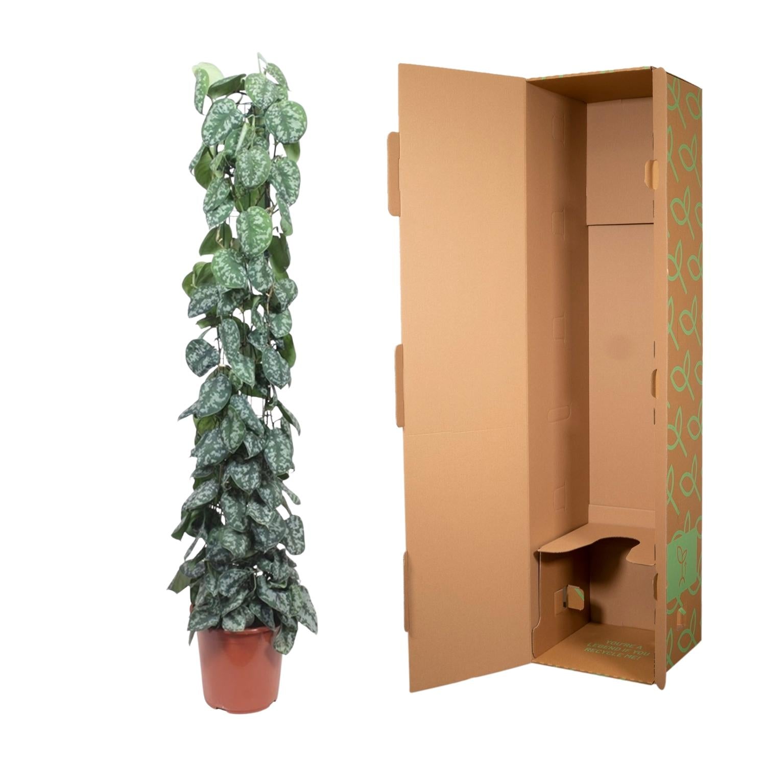Scindapsus Pictus Trebie Inclusief Gaasrek Ø 27 H 160 cm 3