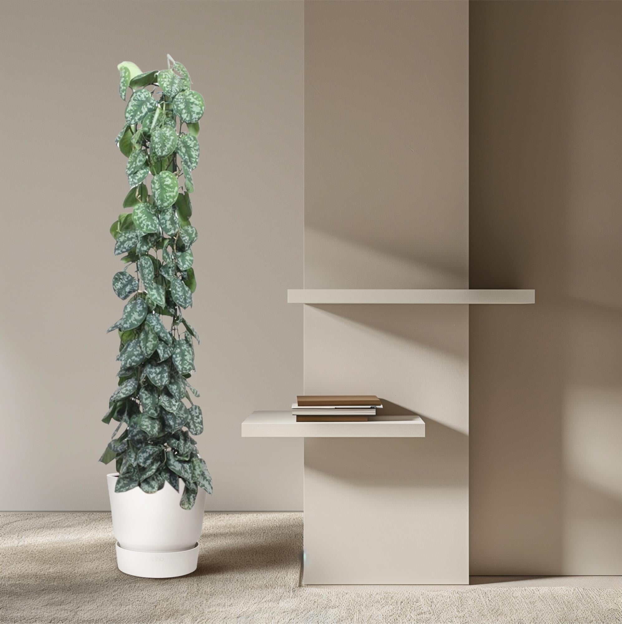Scindapsus Pictus Trebie Inclusief Gaasrek Ø 27 H 160 cm 4
