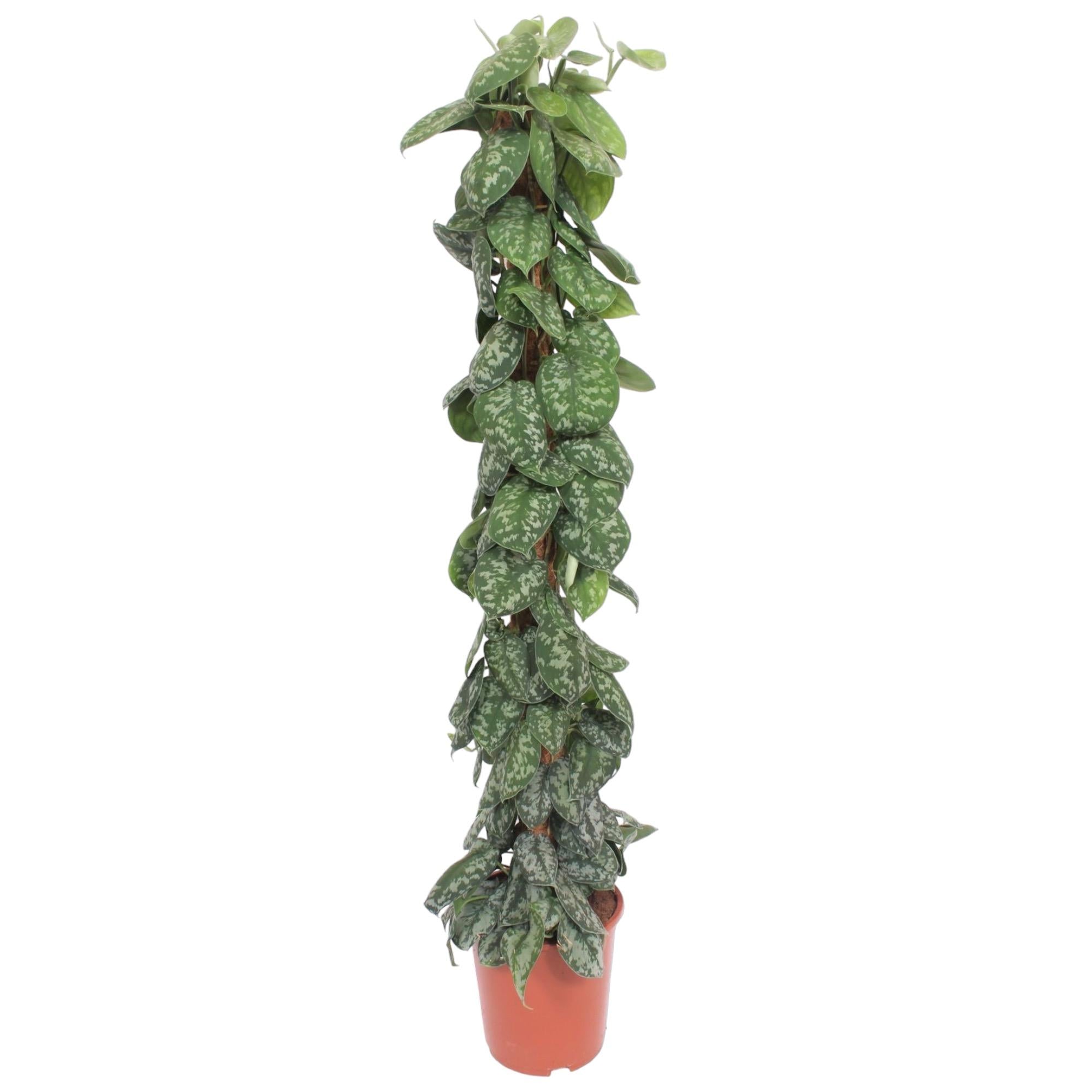 Scindapsus Pictus Trebie Inclusief Mosstok Ø 30 H 160 cm
