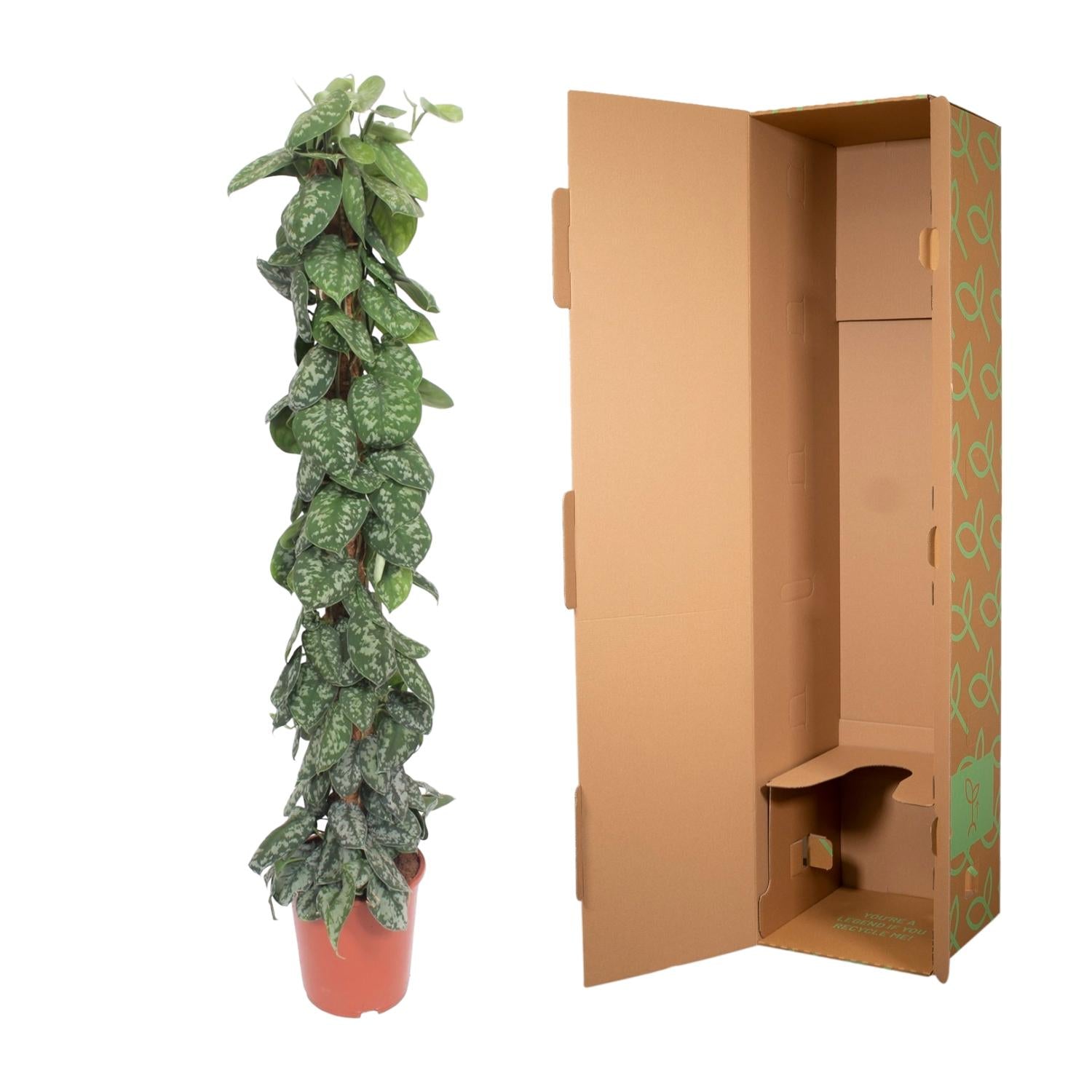 Scindapsus Pictus Trebie Inclusief Mosstok Ø 30 H 160 cm 3
