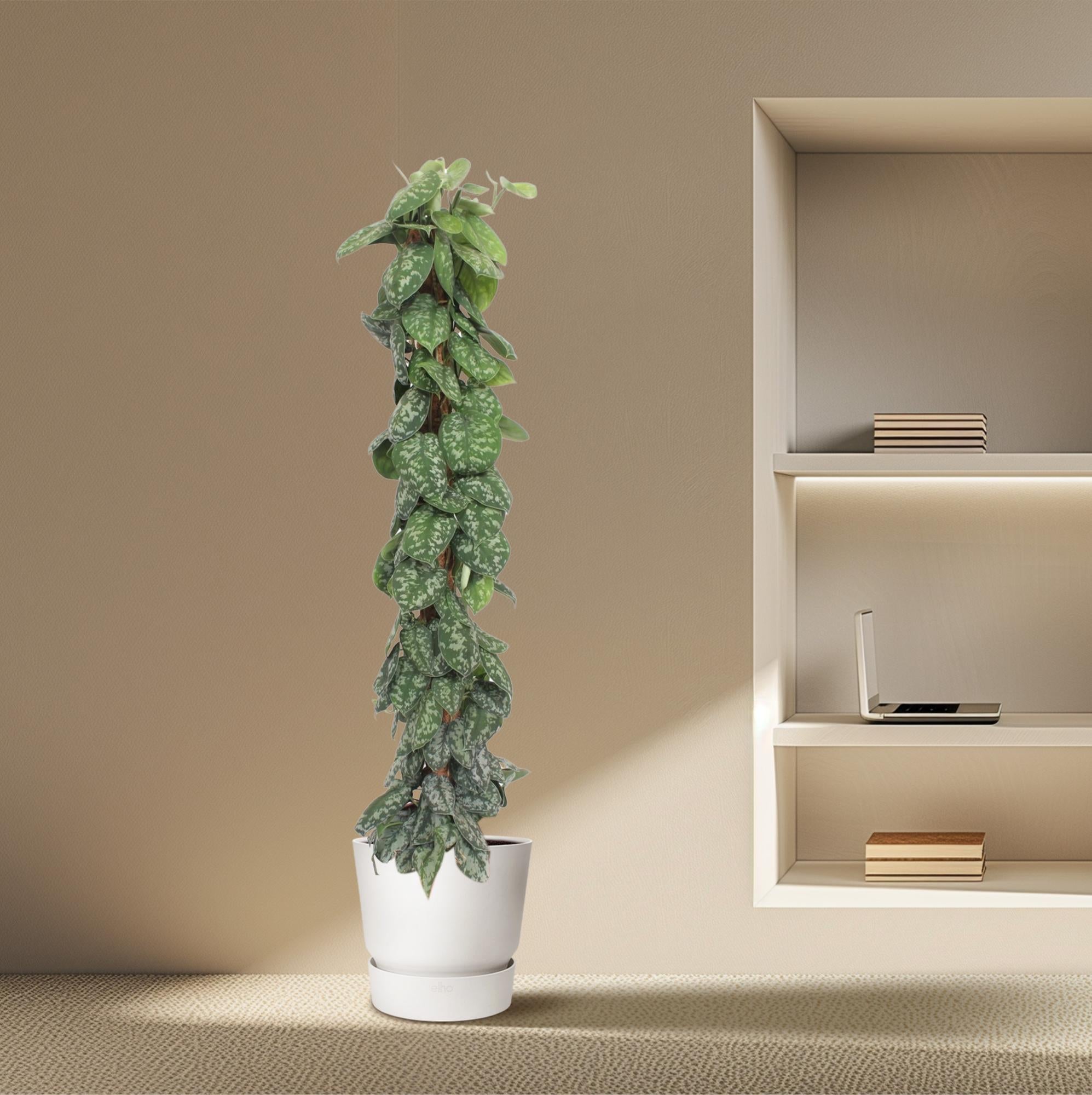 Scindapsus Pictus Trebie Inclusief Mosstok Ø 30 H 160 cm 4