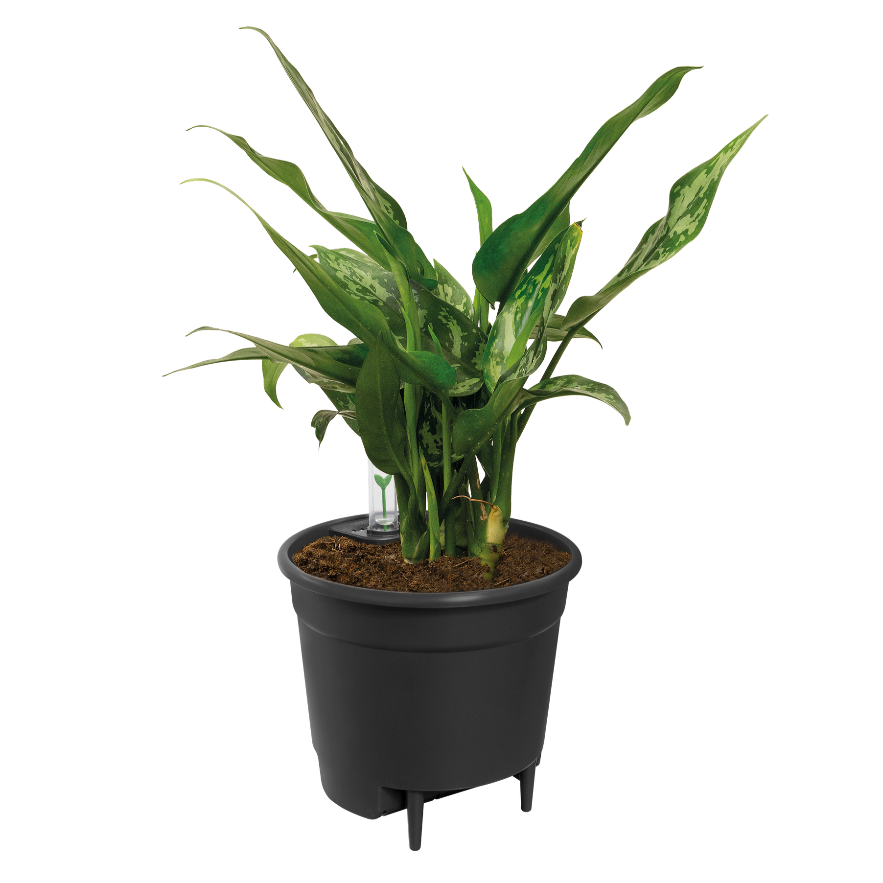 Self Watering Insert Ø 17 H 15,7 cm 3