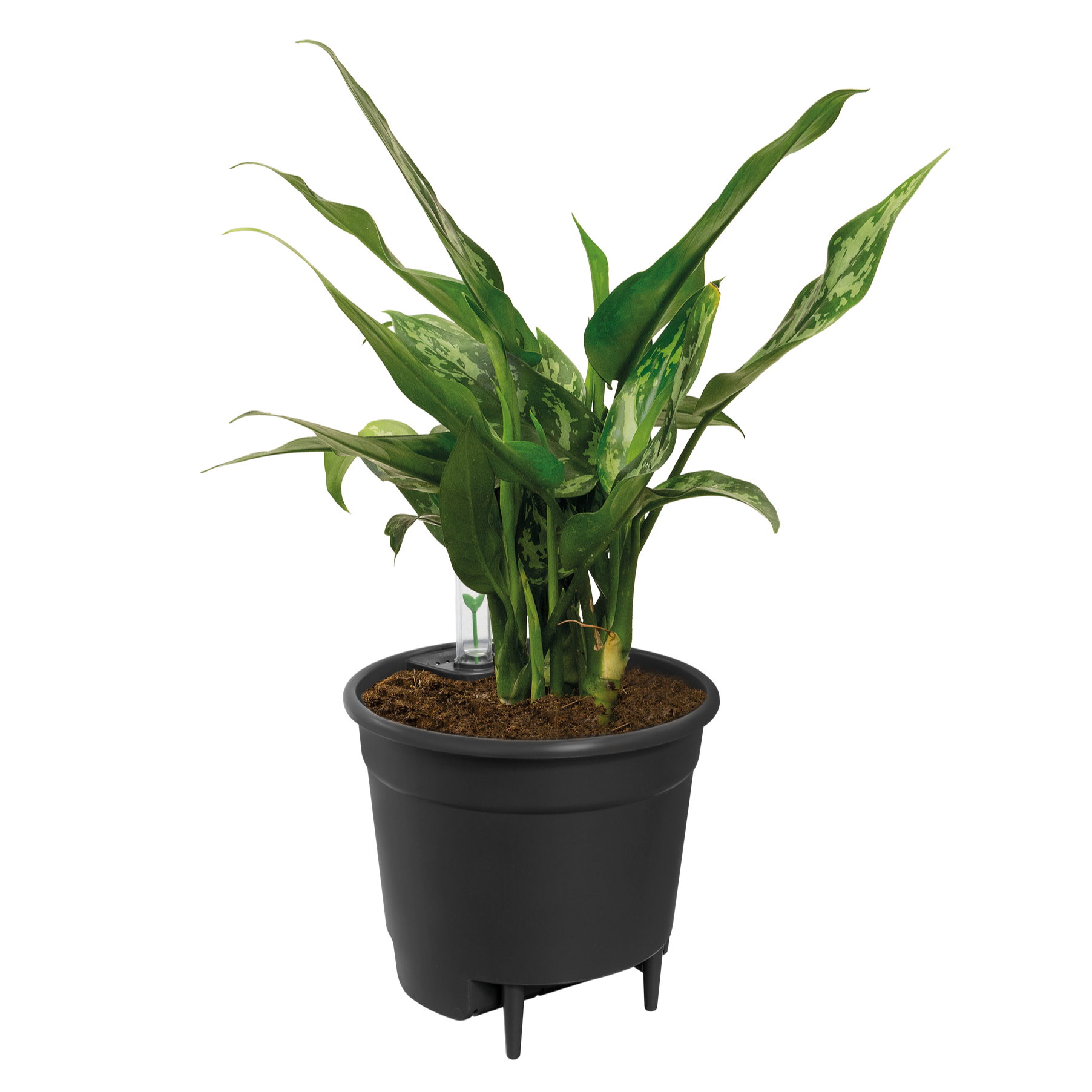 Self Watering Insert Ø 33 H 30,6 cm 3