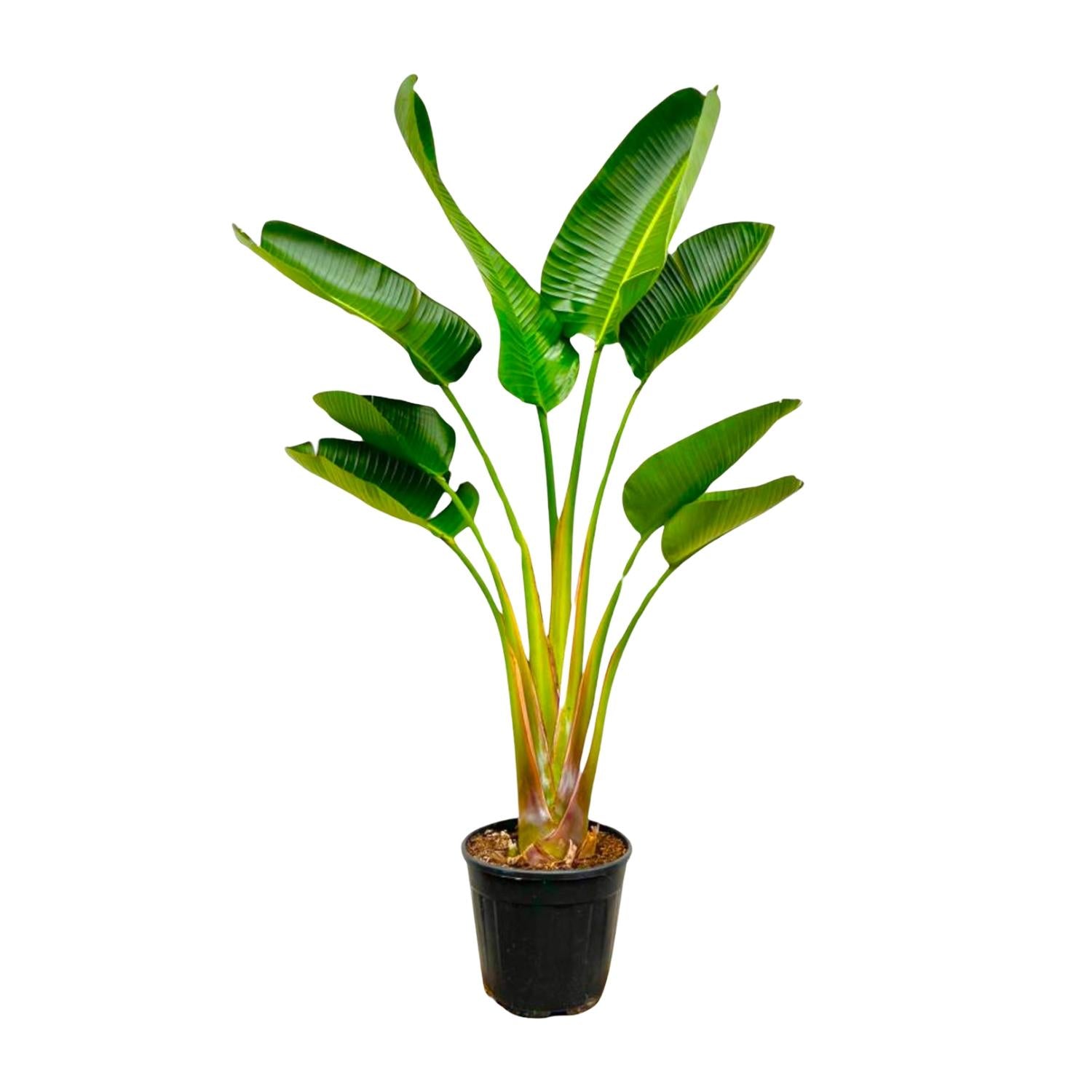 Strelitzia Augusta Ø 24 H 160 cm