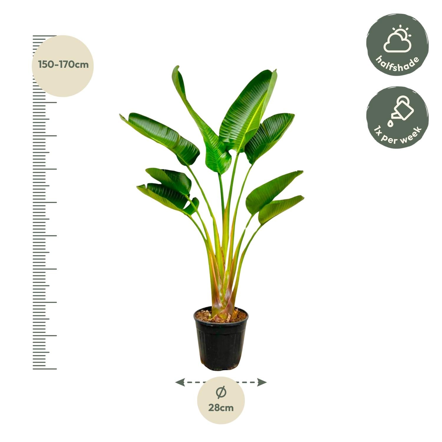 Strelitzia Augusta Ø 24 H 160 cm 2