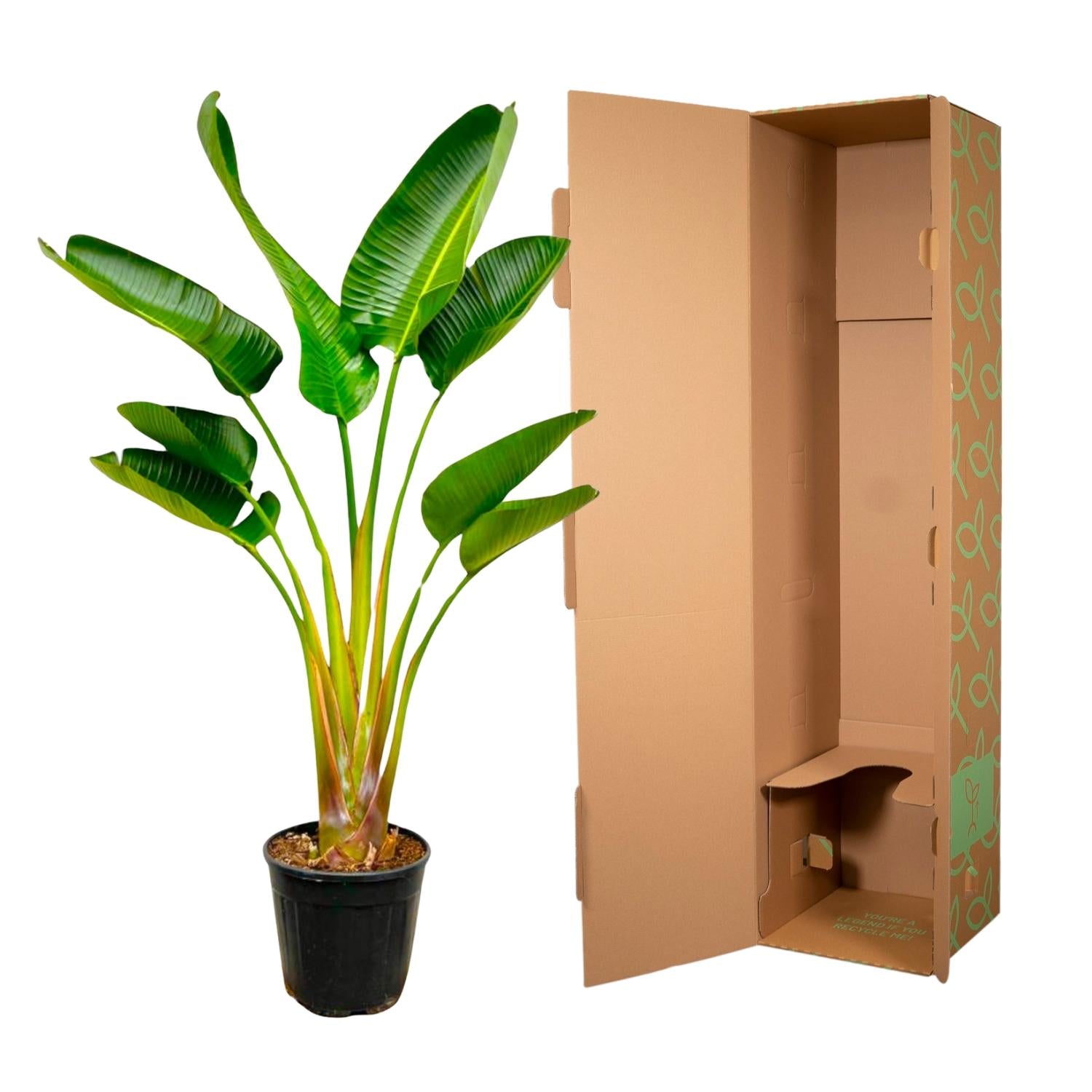 Strelitzia Augusta Ø 24 H 160 cm 3