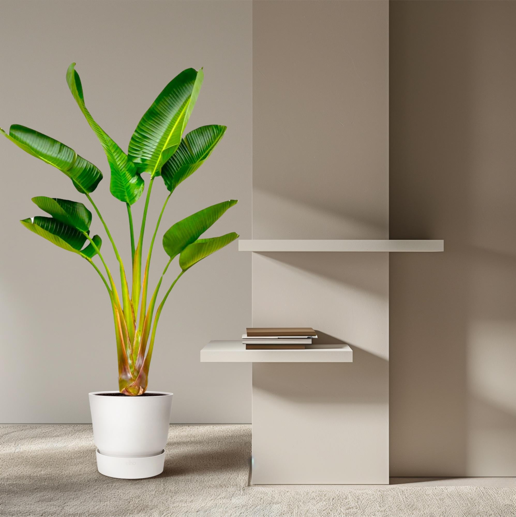 Strelitzia Augusta Ø 24 H 160 cm 4