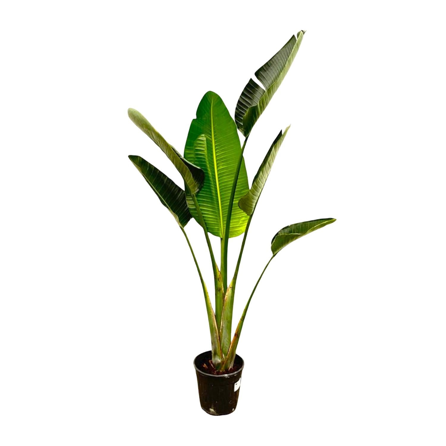 Strelitzia Augusta Ø 30 H 180 cm