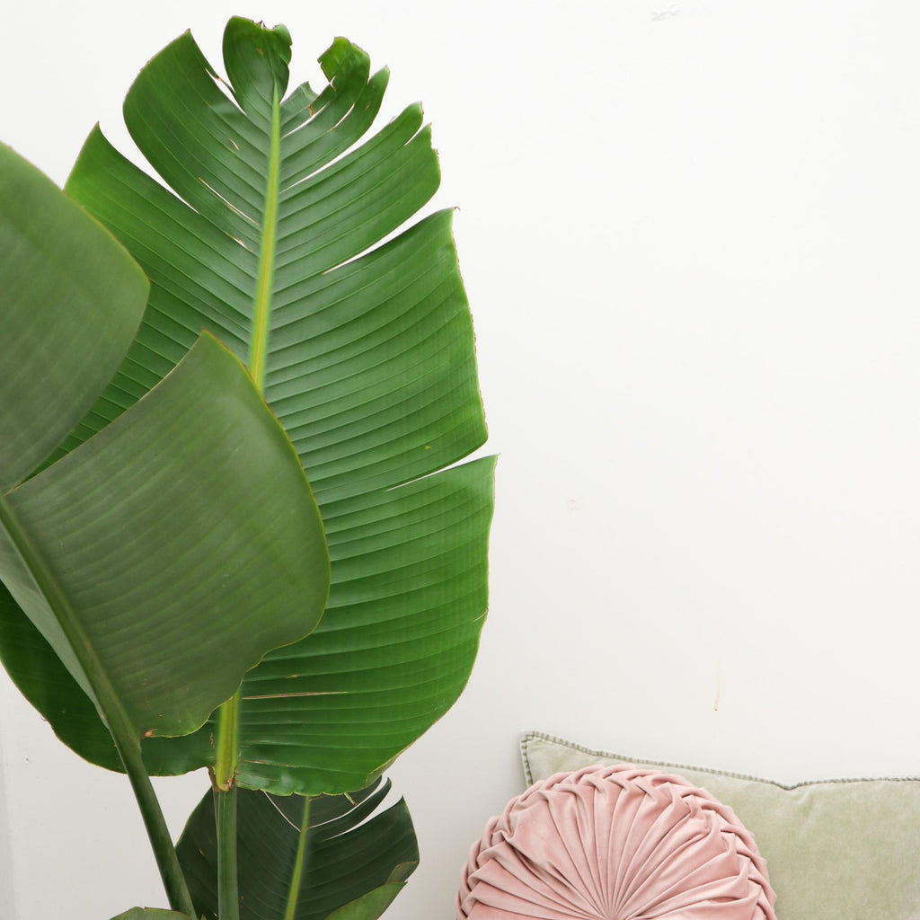 Strelitzia Augusta Ø 30 H 180 cm 2