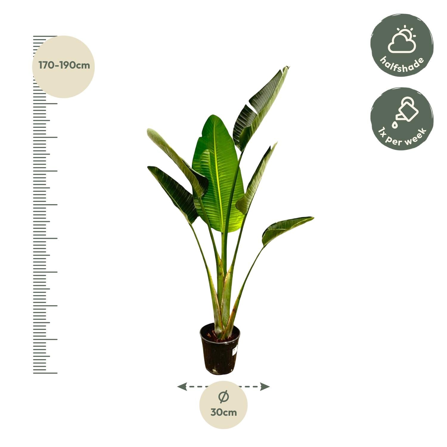 Strelitzia Augusta Ø 30 H 180 cm 3