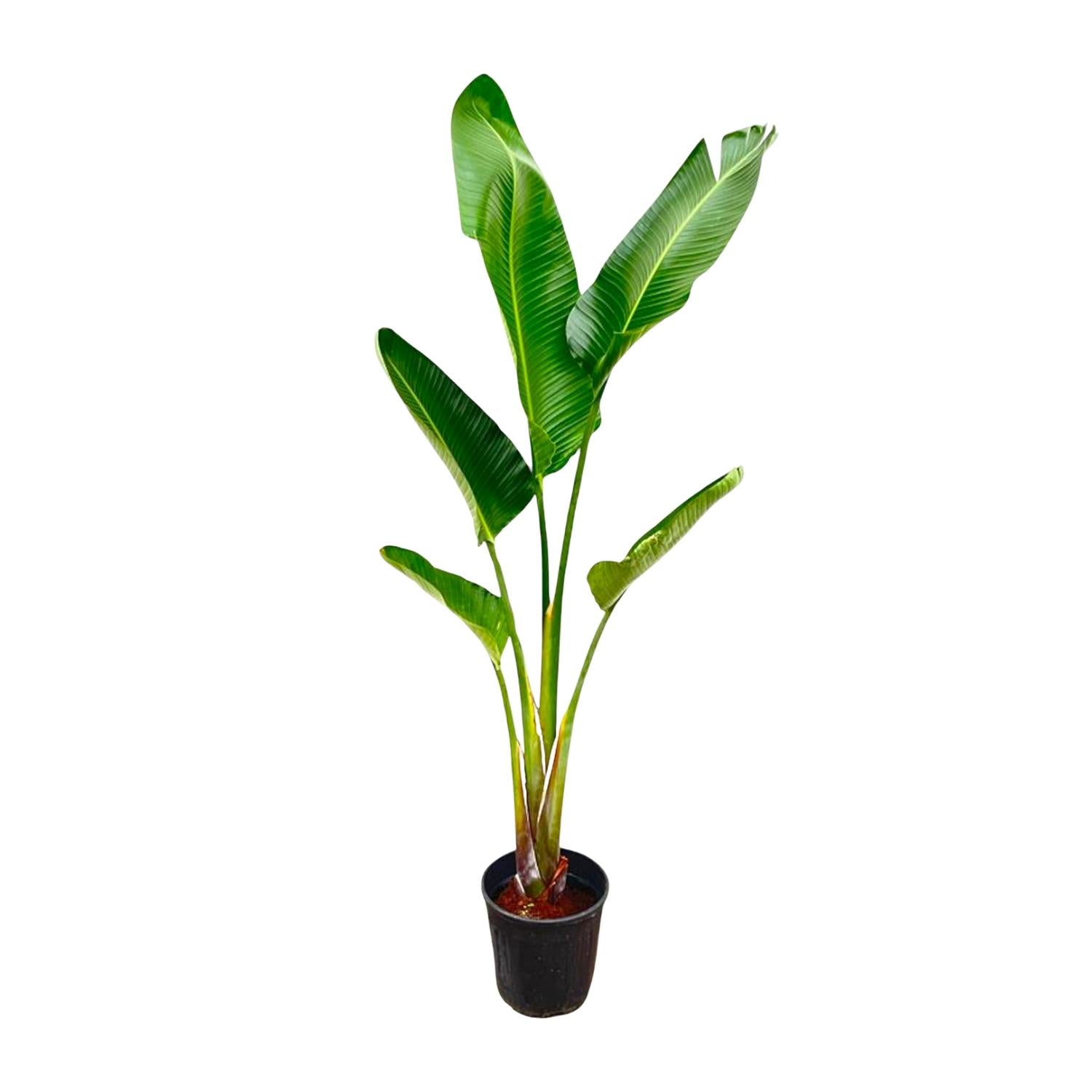 Strelitzia Augusta Ø 30 H 220 cm