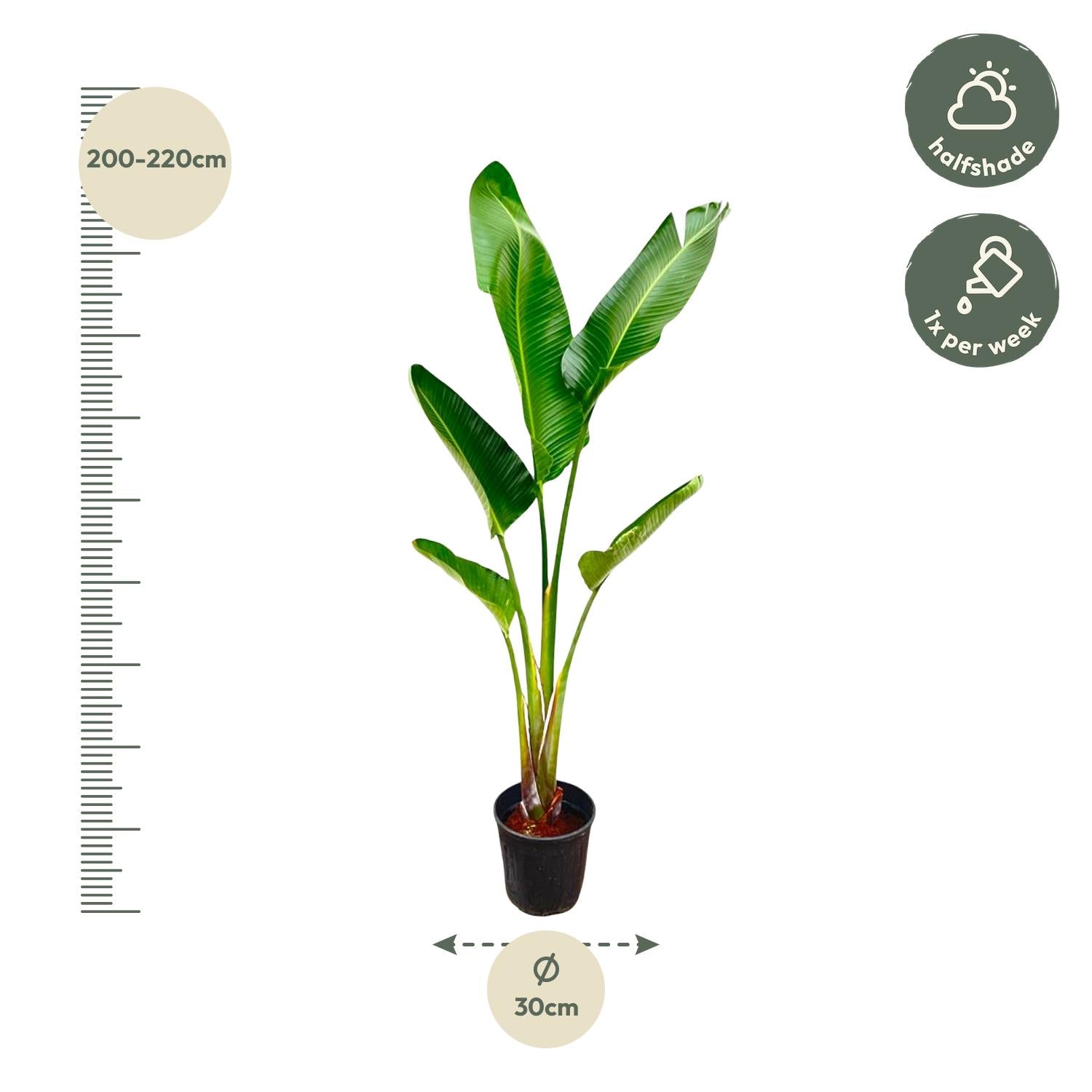 Strelitzia Augusta Ø 30 H 220 cm 3