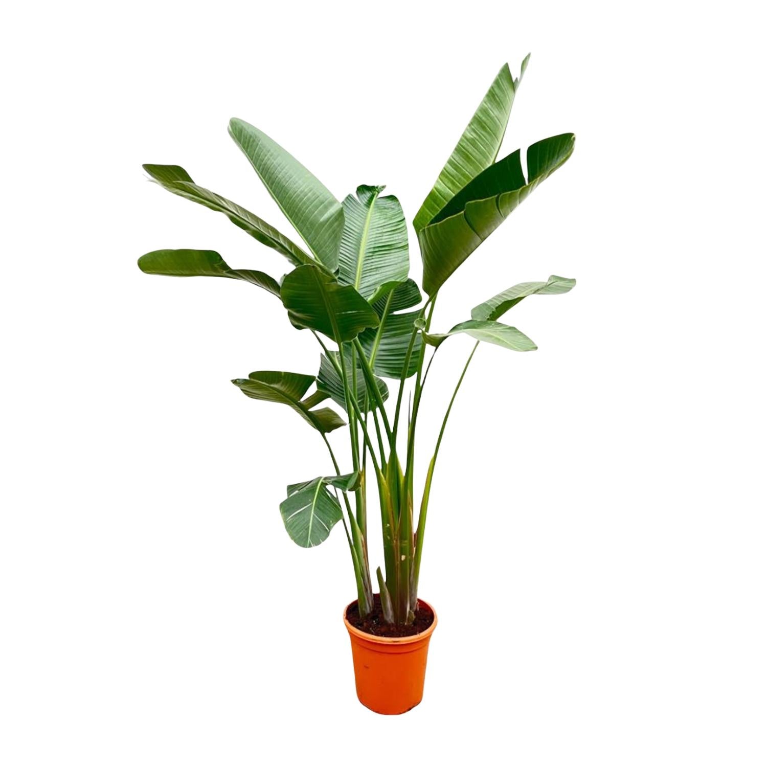 Strelitzia Augusta Ø 38 H 250 cm