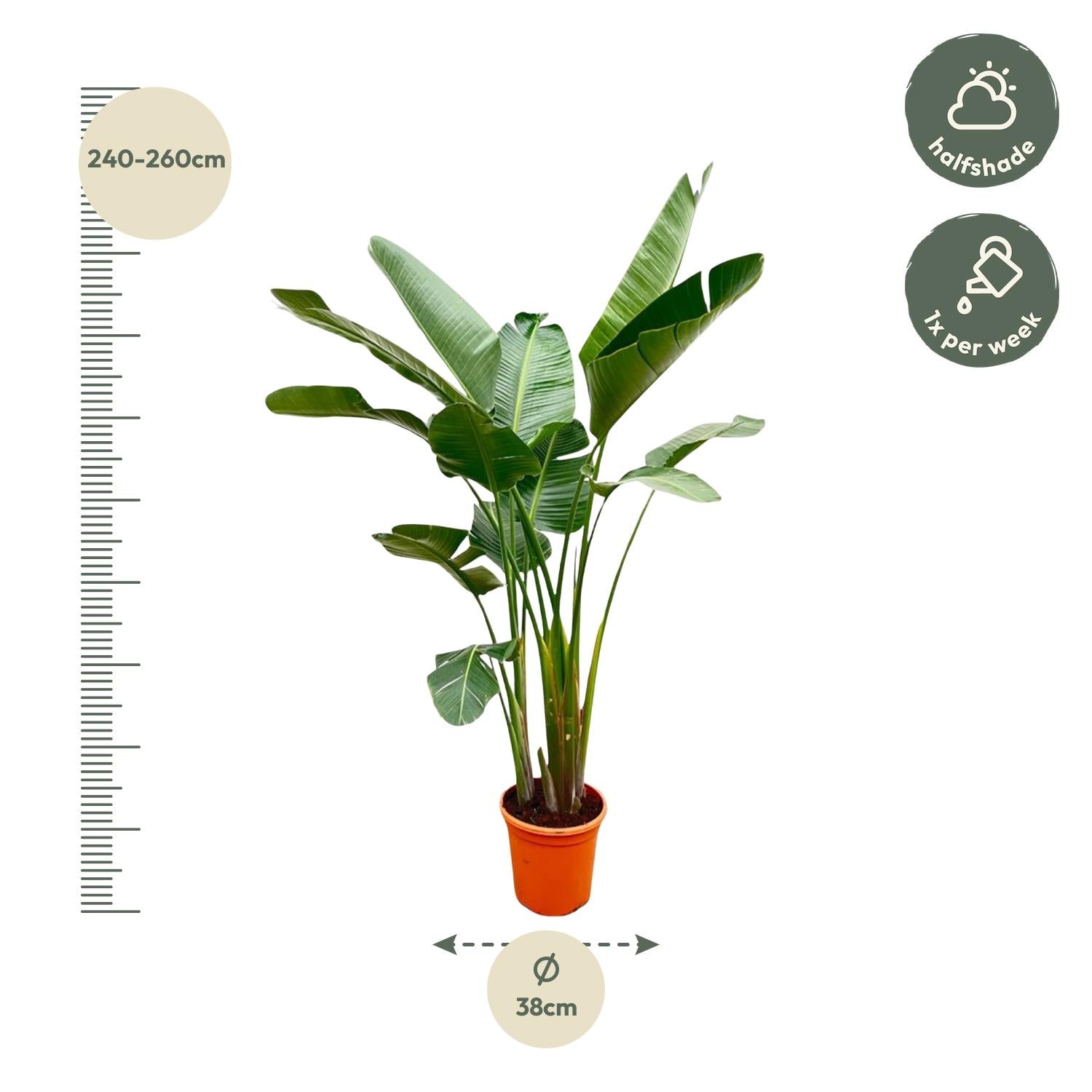 Strelitzia Augusta Ø 38 H 250 cm 3