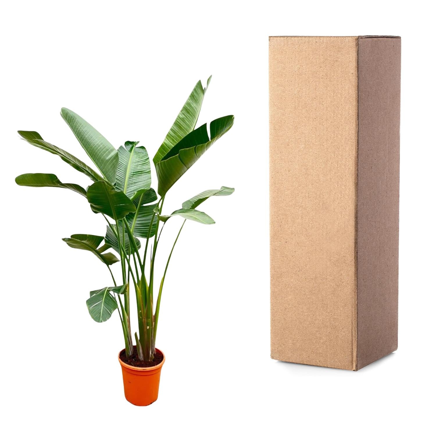Strelitzia Augusta Ø 38 H 250 cm 4