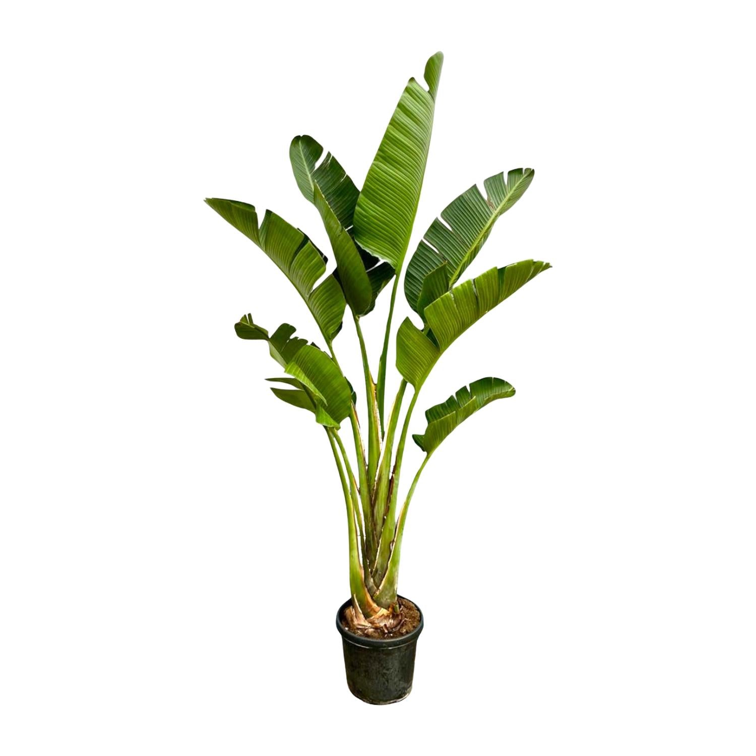 Strelitzia Augusta Ø 45 H 250 cm