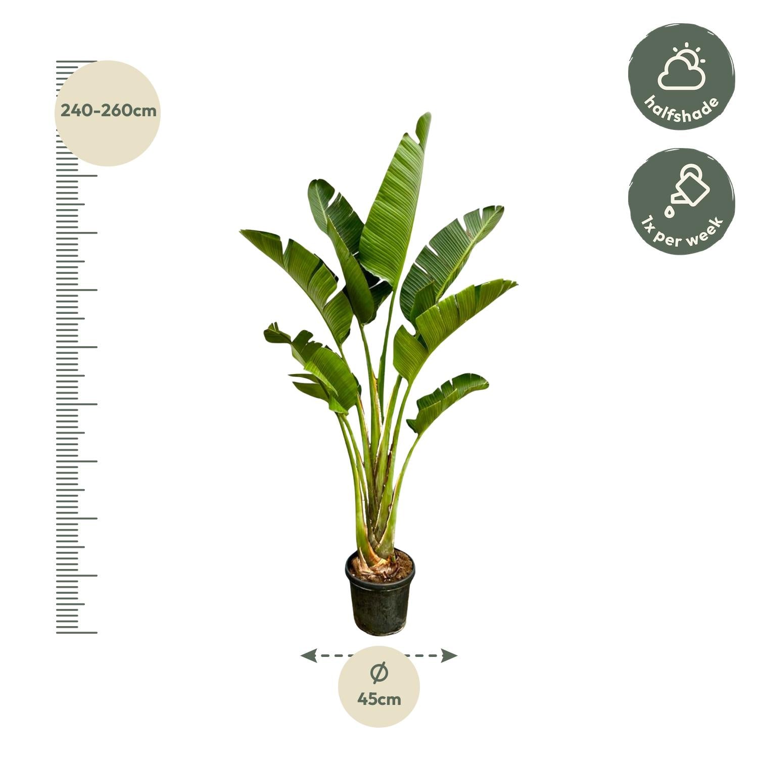 Strelitzia Augusta Ø 45 H 250 cm 2