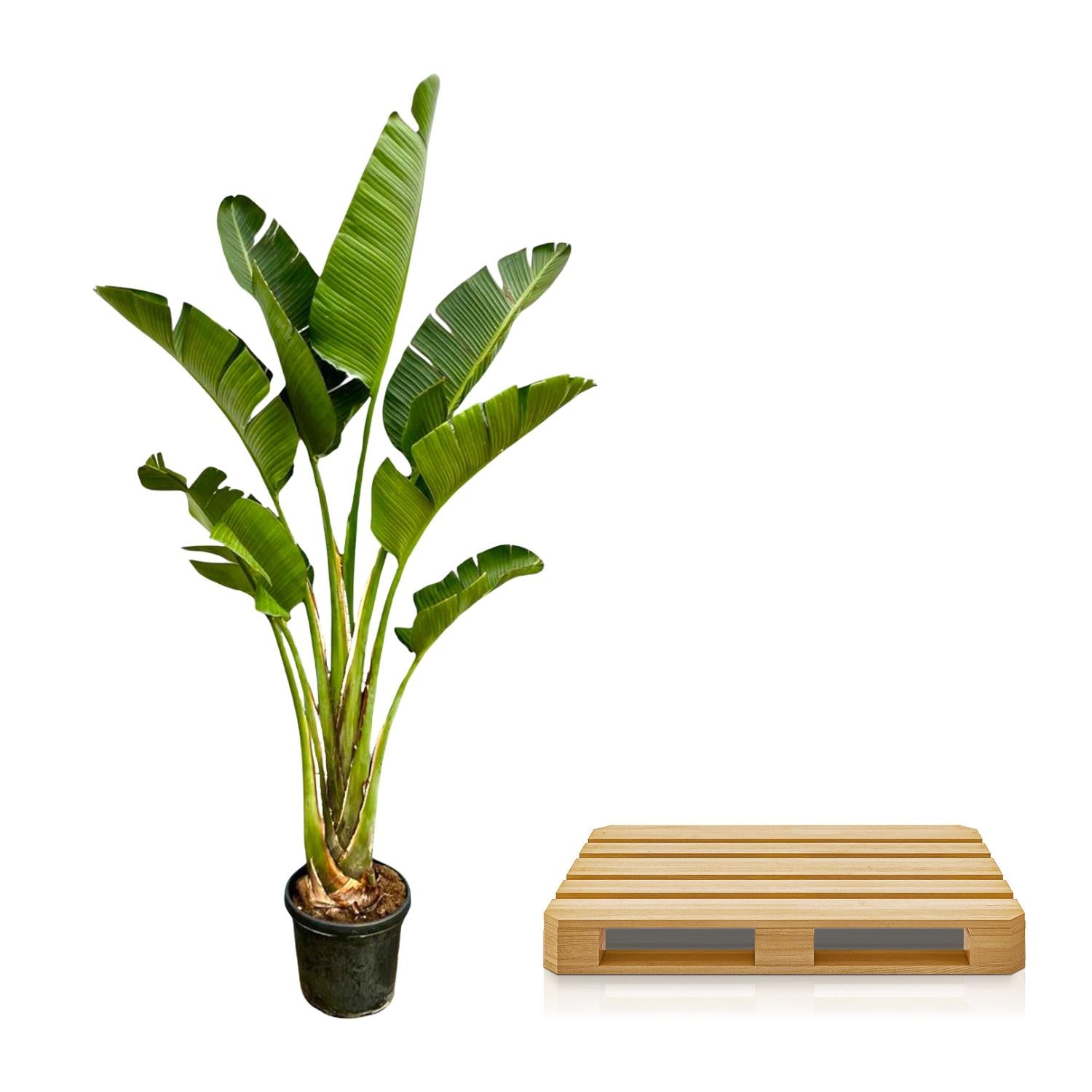 Strelitzia Augusta Ø 45 H 250 cm 3
