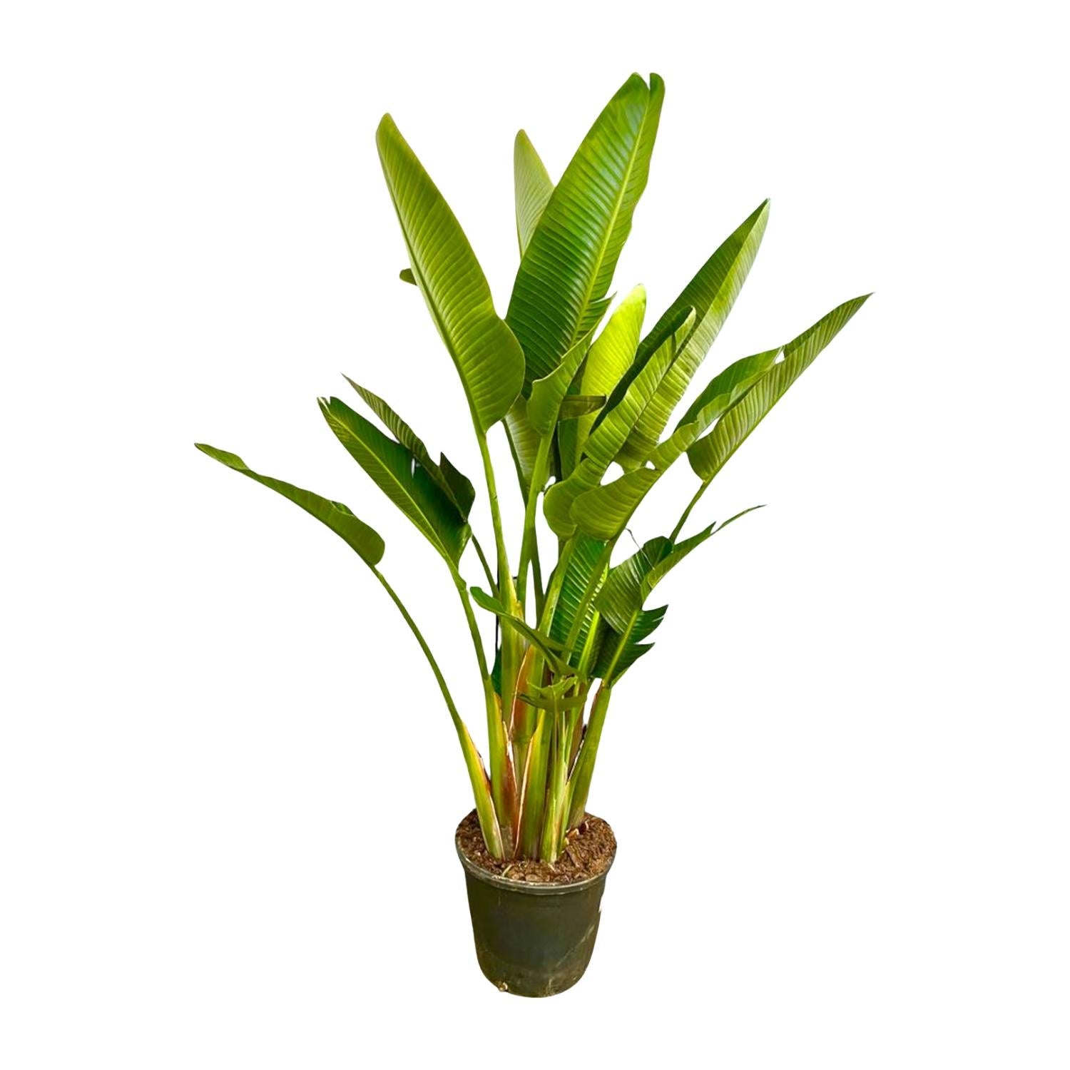 Strelitzia Augusta (multi stam) Ø 40 H 225 cm