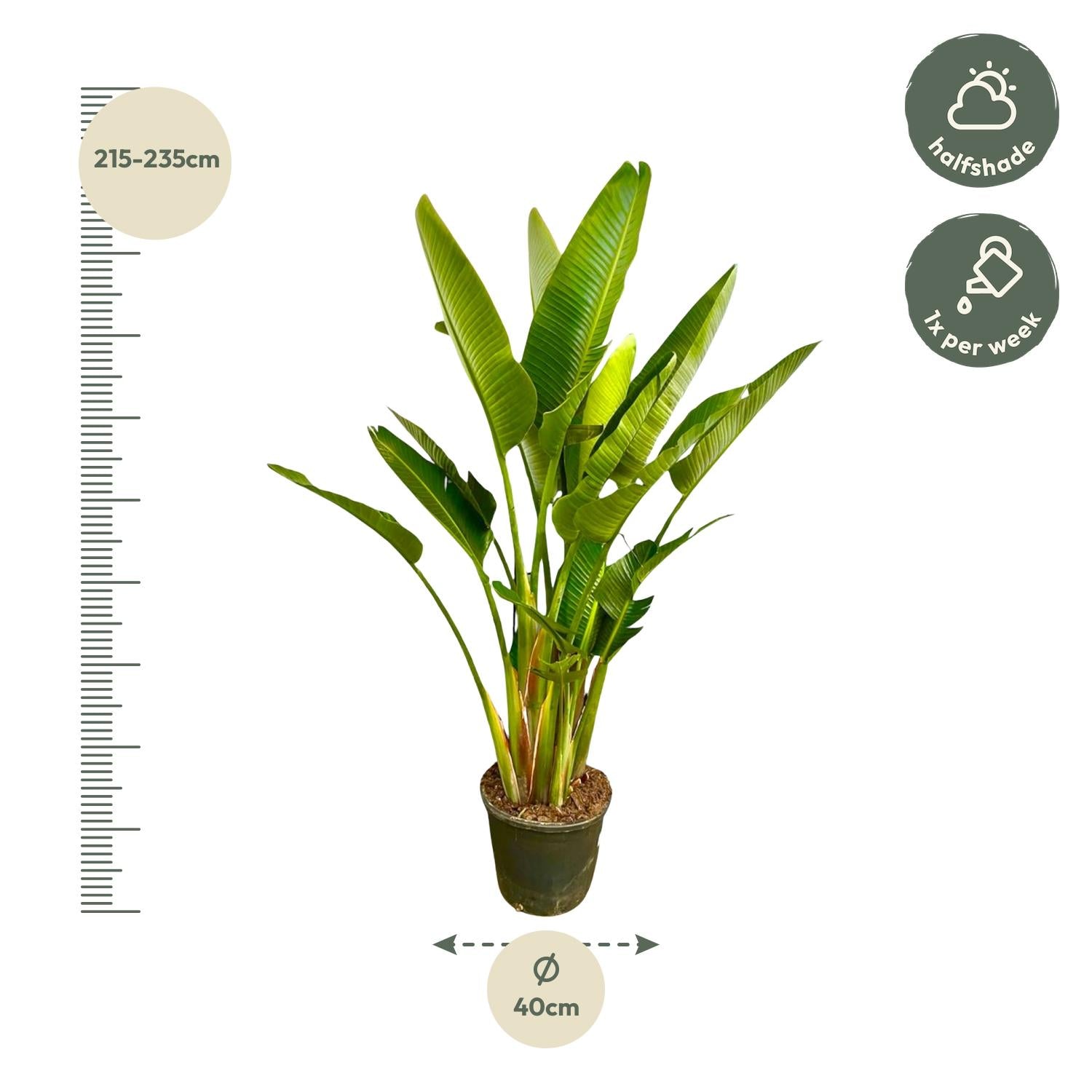 Strelitzia Augusta (multi stam) Ø 40 H 225 cm 3