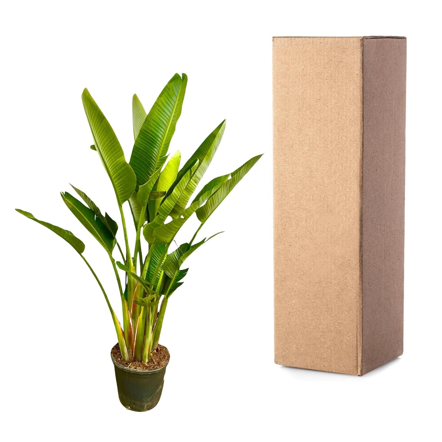 Strelitzia Augusta (multi stam) Ø 40 H 225 cm 4