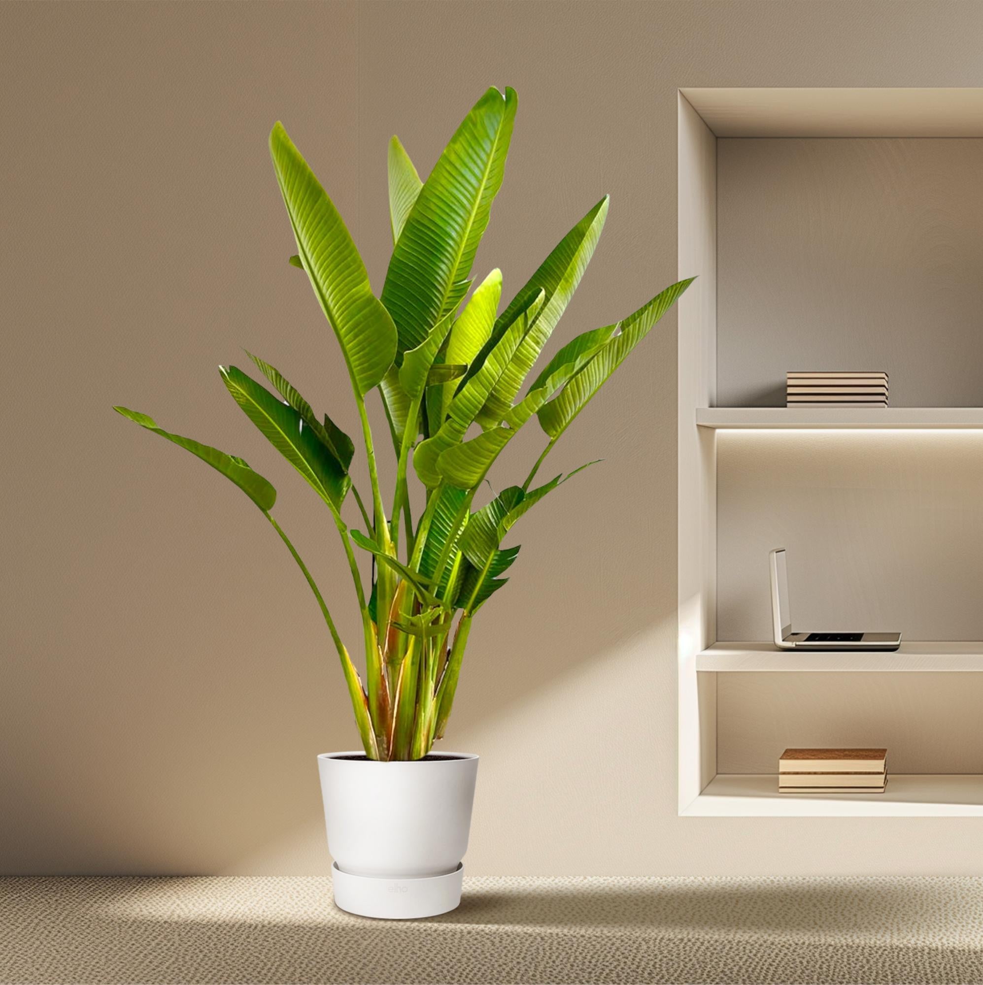 Strelitzia Augusta (multi stam) Ø 40 H 225 cm 5