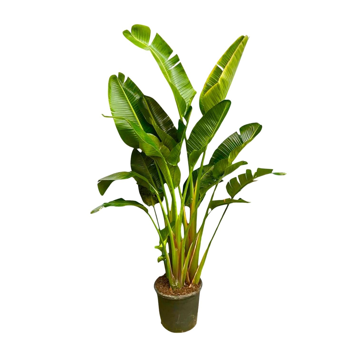 Strelitzia Augusta (multi stam) Ø 40 H 250 cm
