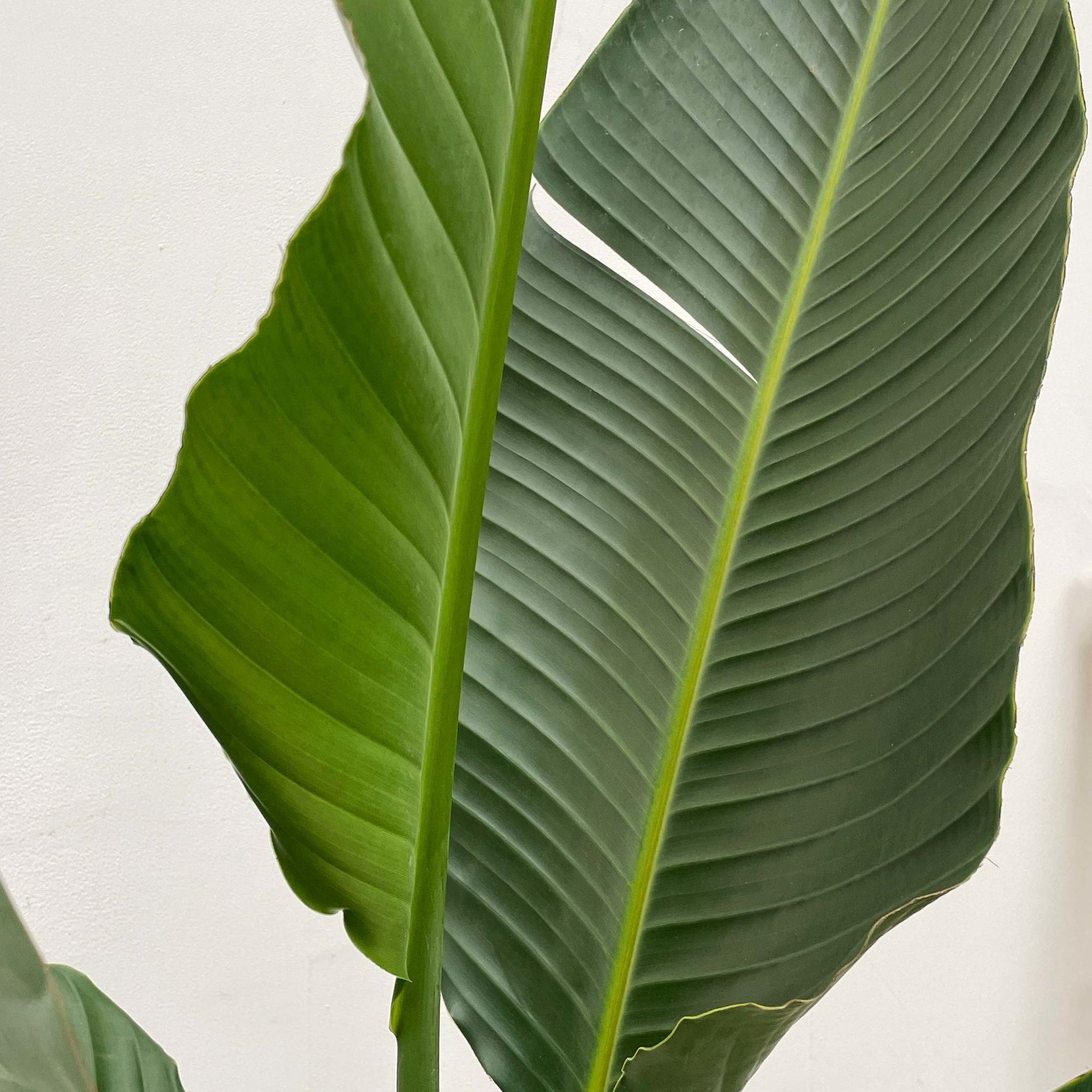 Strelitzia Augusta (multi stam) Ø 40 H 250 cm 2