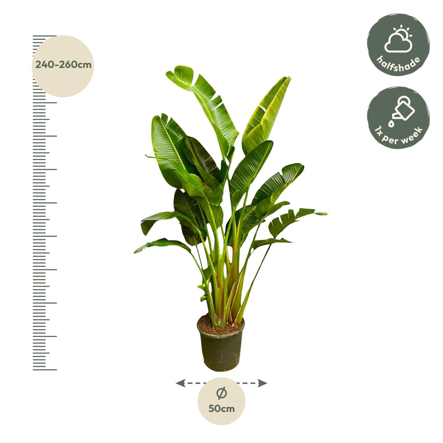 Strelitzia Augusta (multi stam) Ø 40 H 250 cm 3