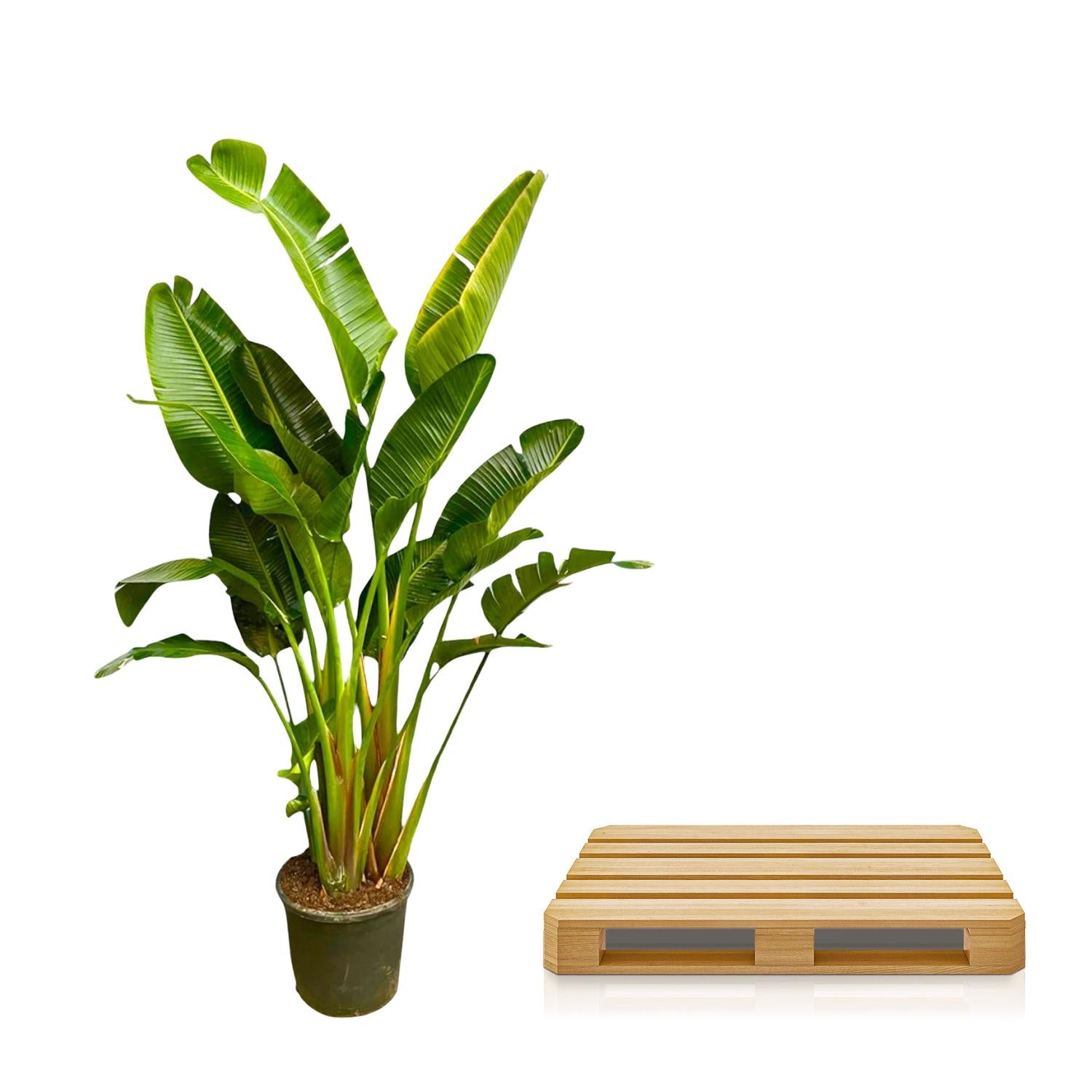 Strelitzia Augusta (multi stam) Ø 40 H 250 cm 4