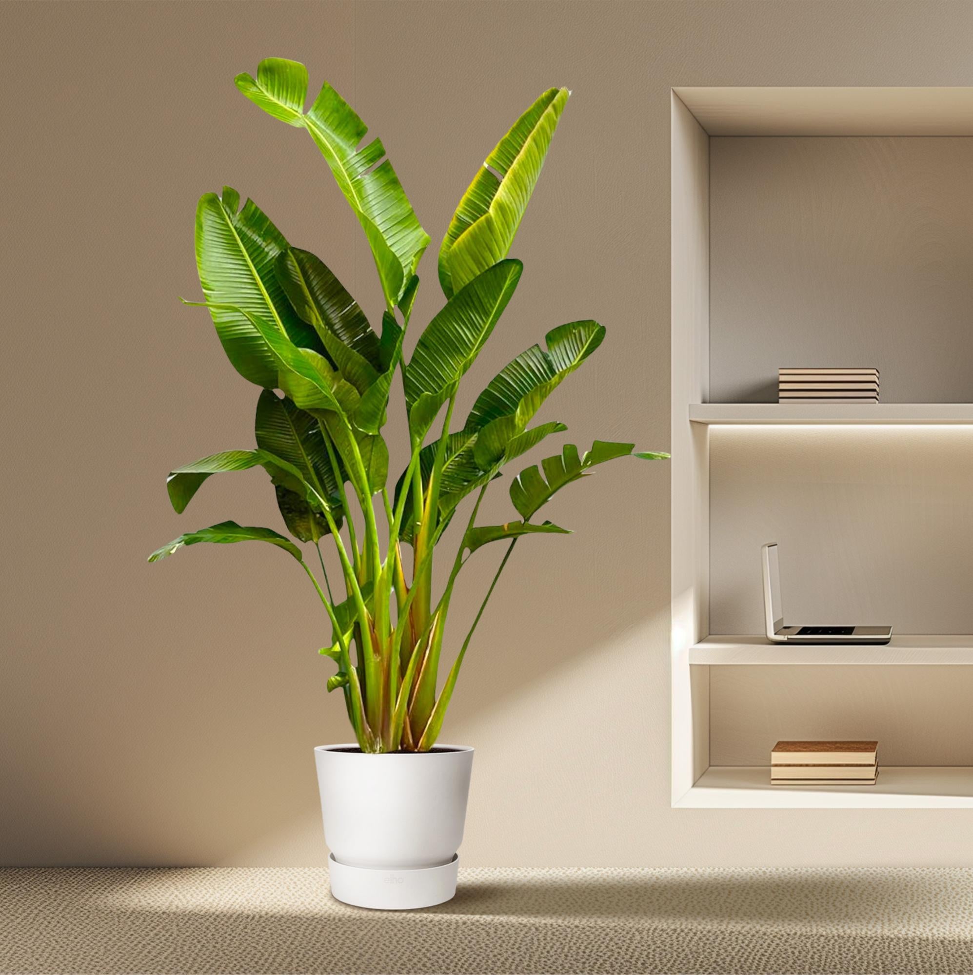 Strelitzia Augusta (multi stam) Ø 40 H 250 cm 5