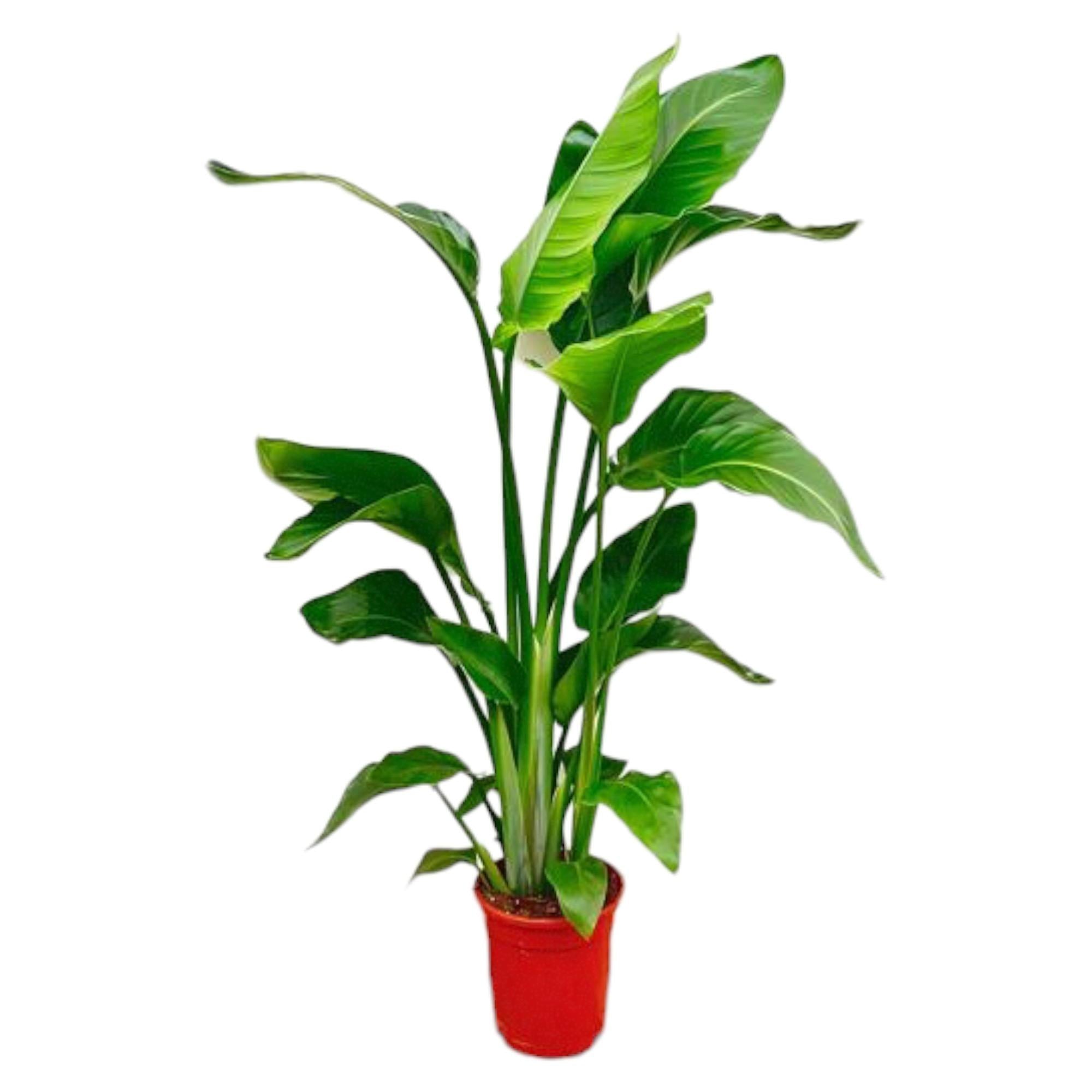 Strelitzia Nicolai Ø 17 H 100 cm