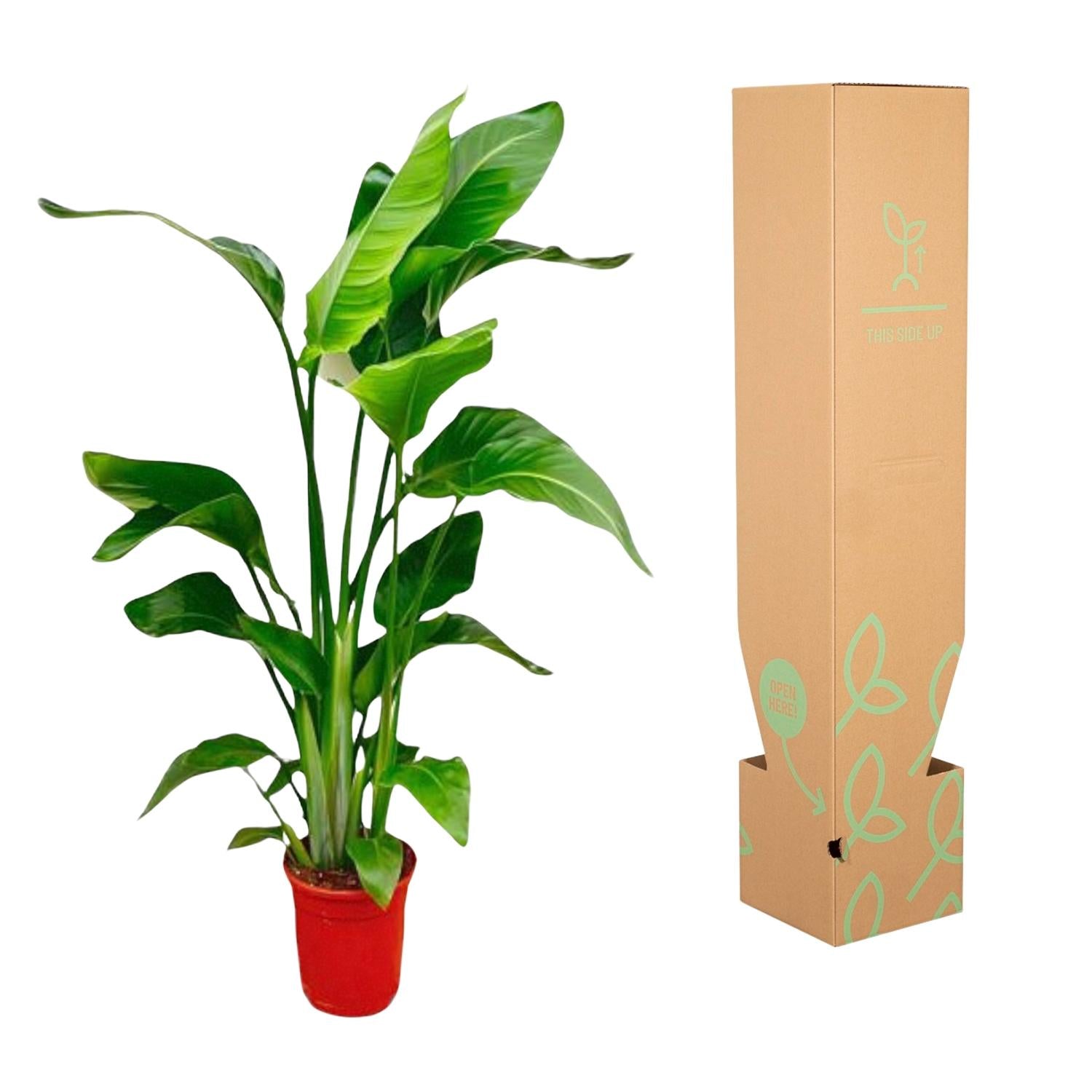 Strelitzia Nicolai Ø 17 H 100 cm 3