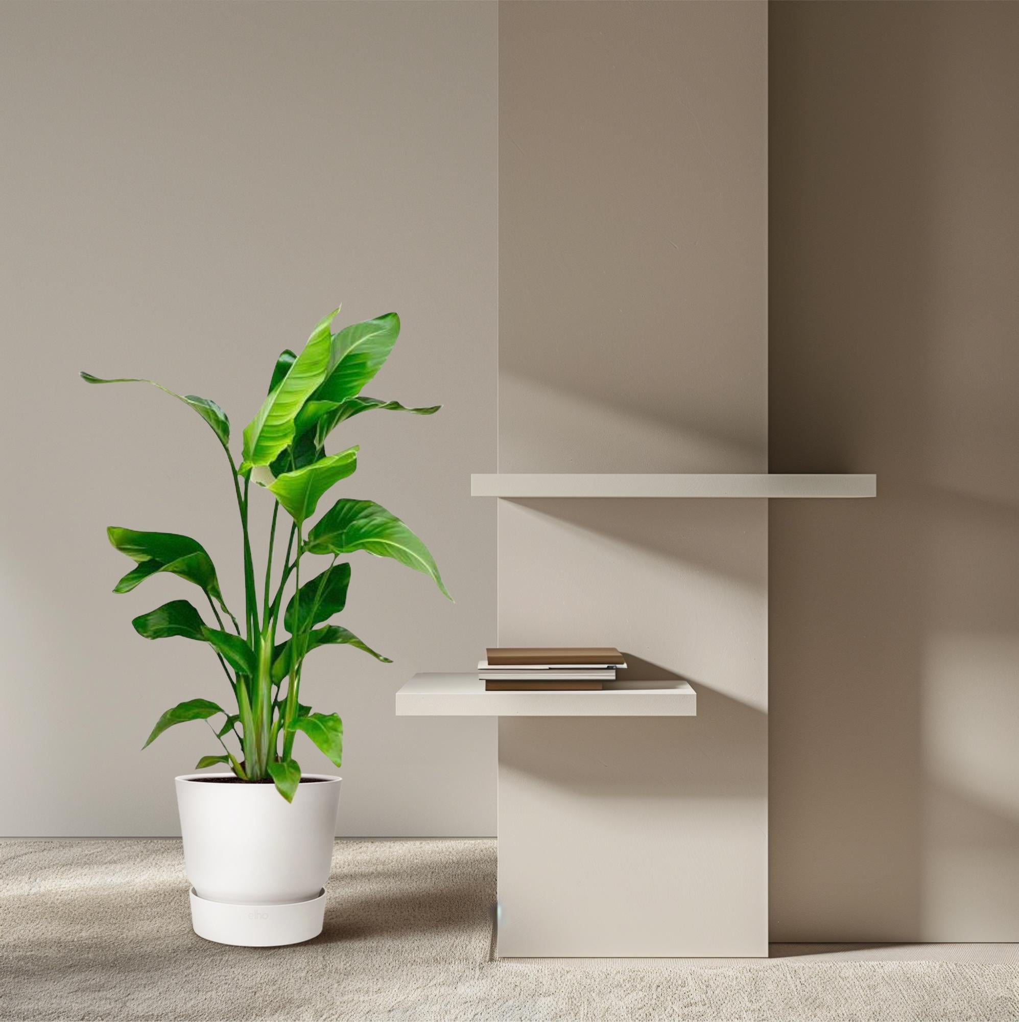 Strelitzia Nicolai Ø 17 H 90 cm 4