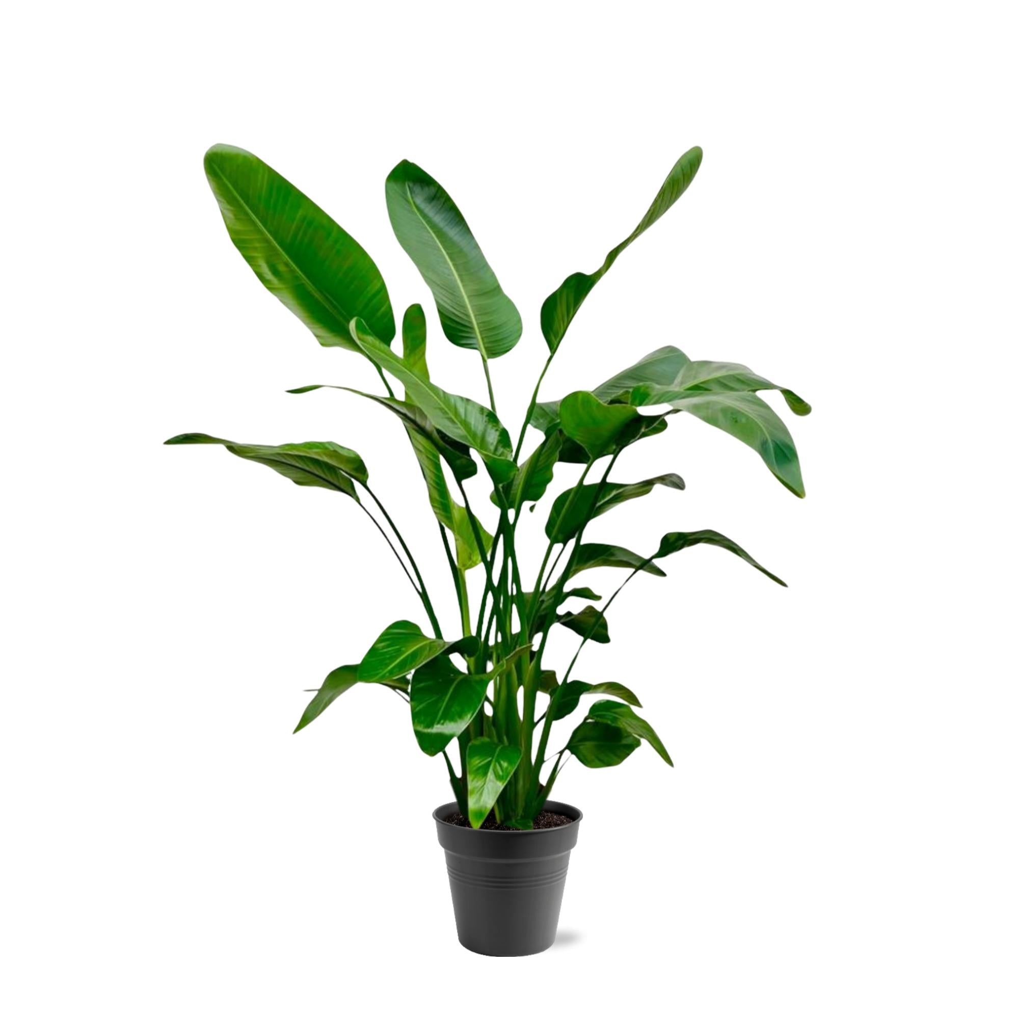 Strelitzia Nicolai Ø 24 H 150 cm